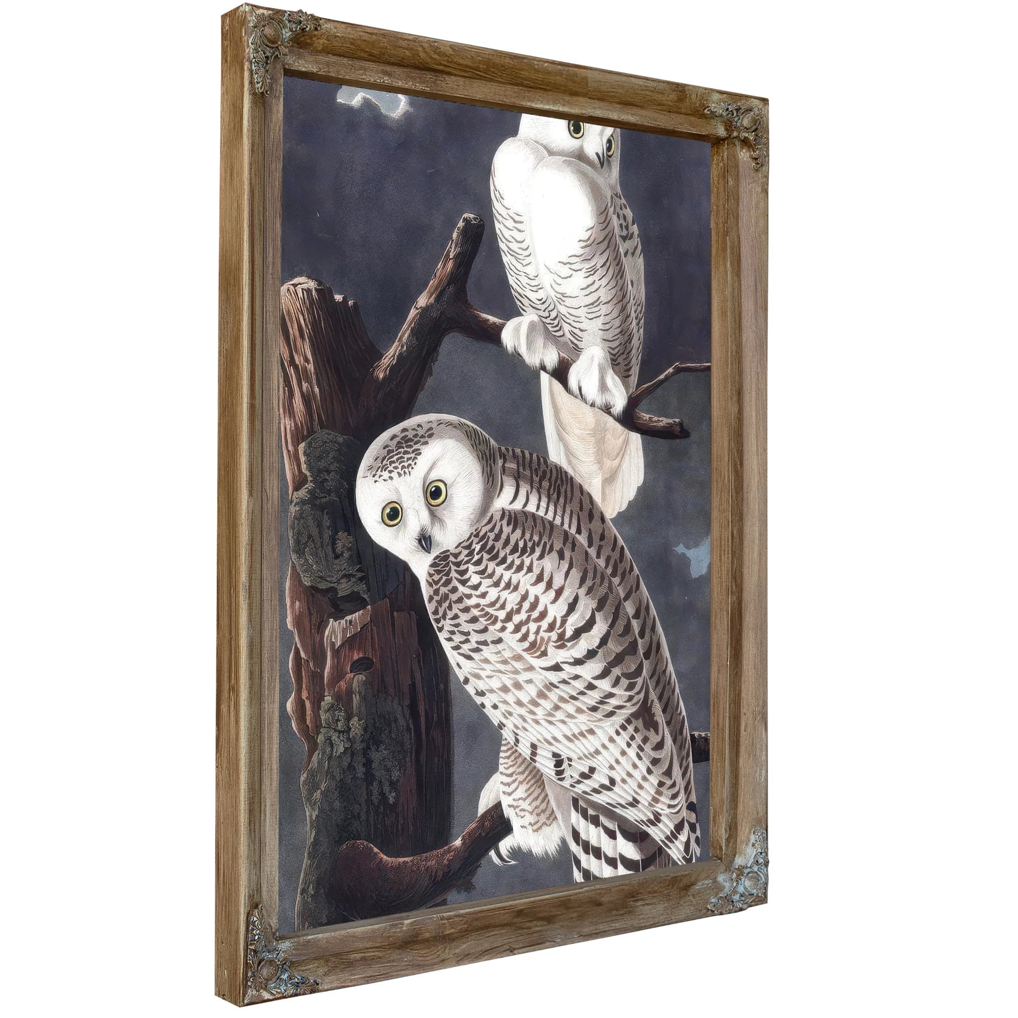 John James Audubon Snowy Owl 1838 By John James Audubon Fine Art Print