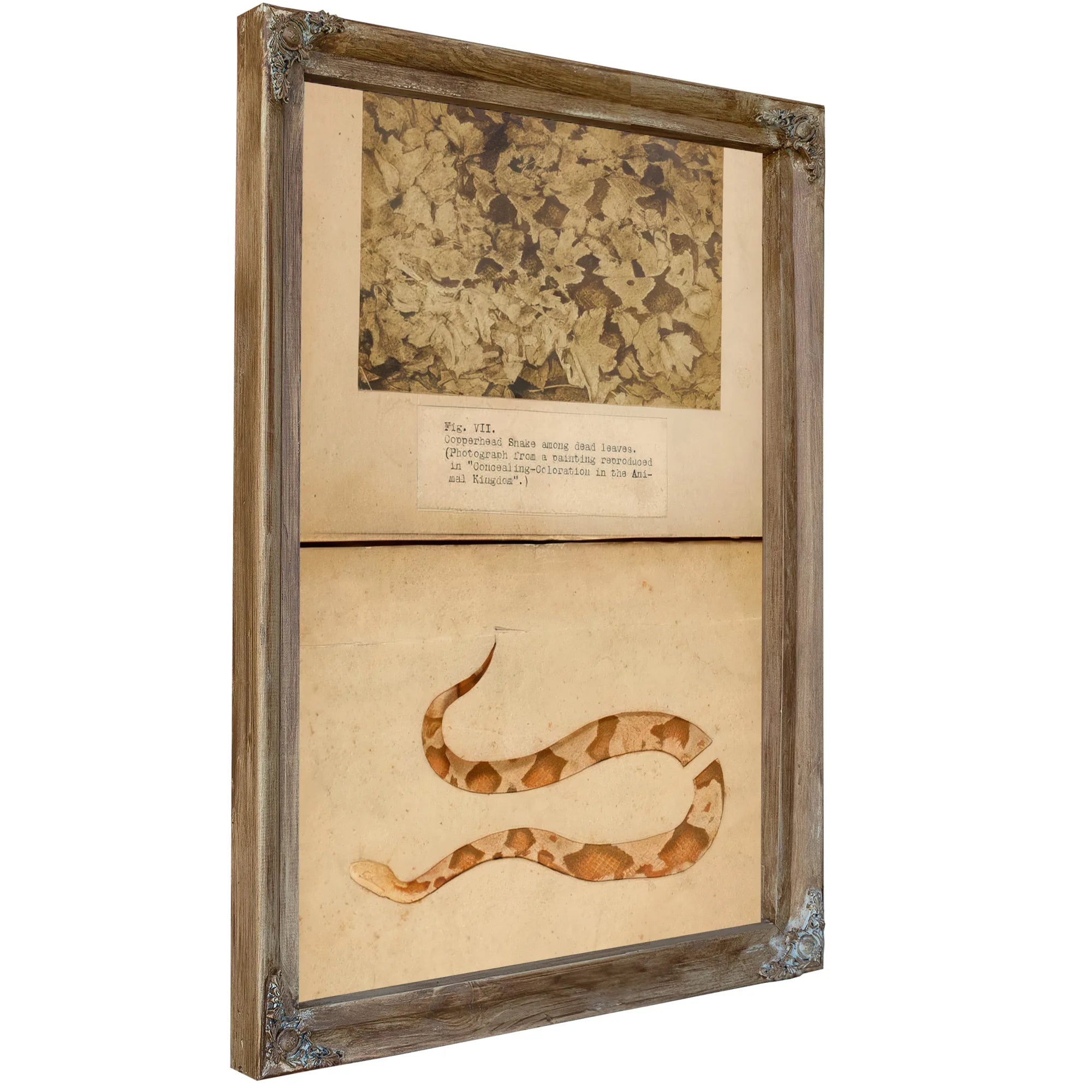 Fig. Vii Copperhead Snake Among Dead Leaves, Study Folder For Book Concealing Coloration In The Animal Kingdom By Abbott Handerson Thayer Fine Art Print
