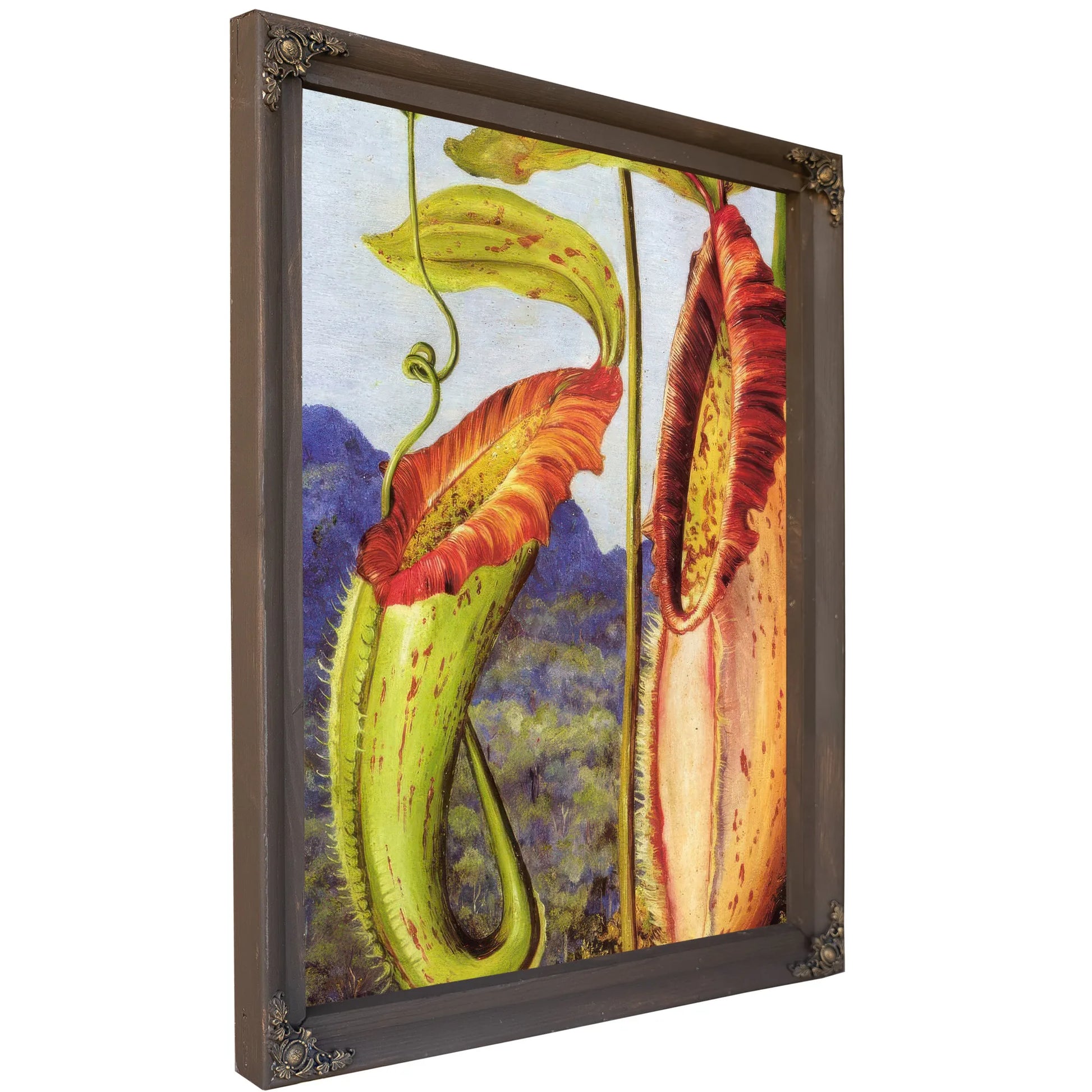 Nepenthes Northiana By Marianne North Fine Art Print