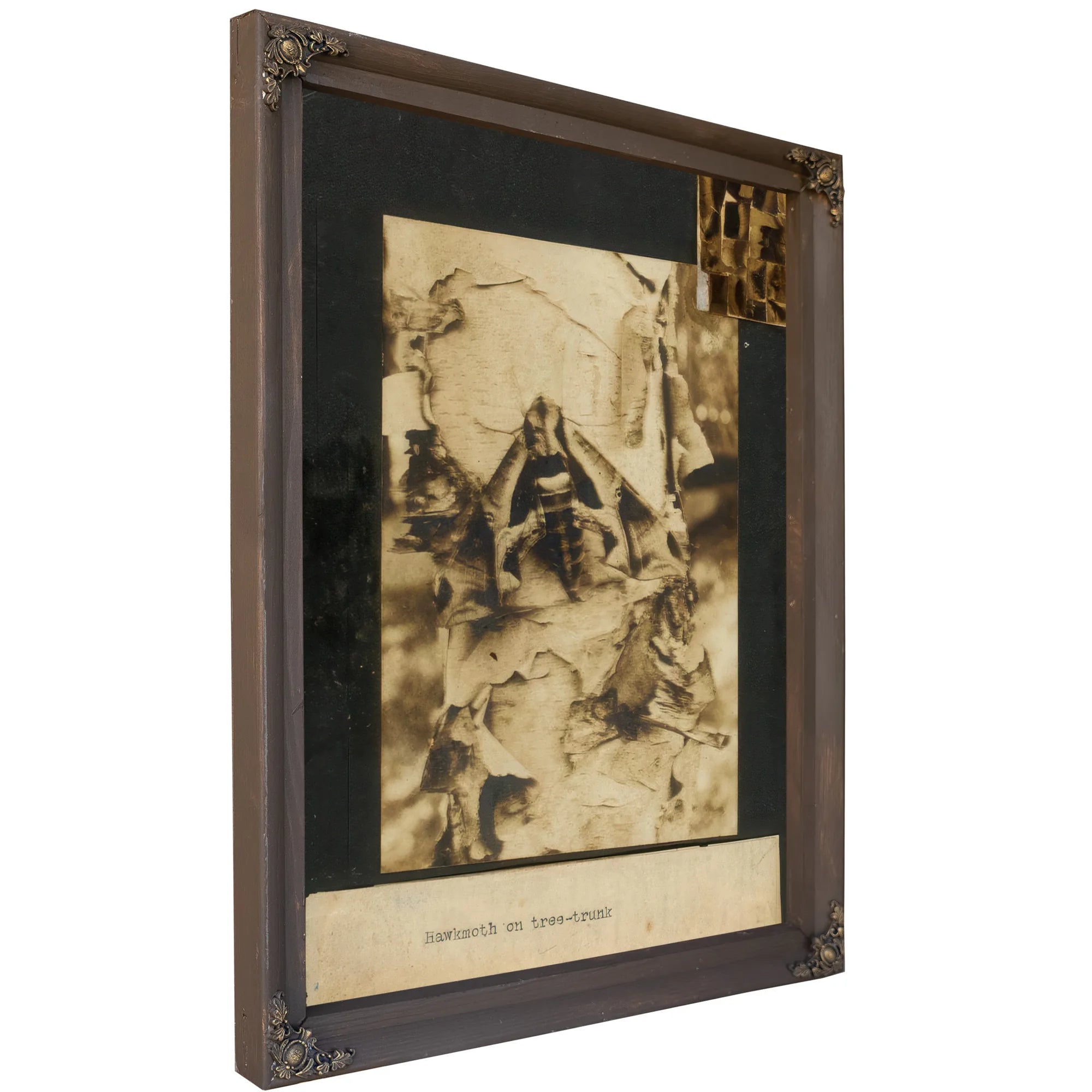 Hawkmoth On Tree Trunk, Study Folder For Book Concealing Coloration In The Animal Kingdom By Abbott Handerson Thayer Fine Art Print