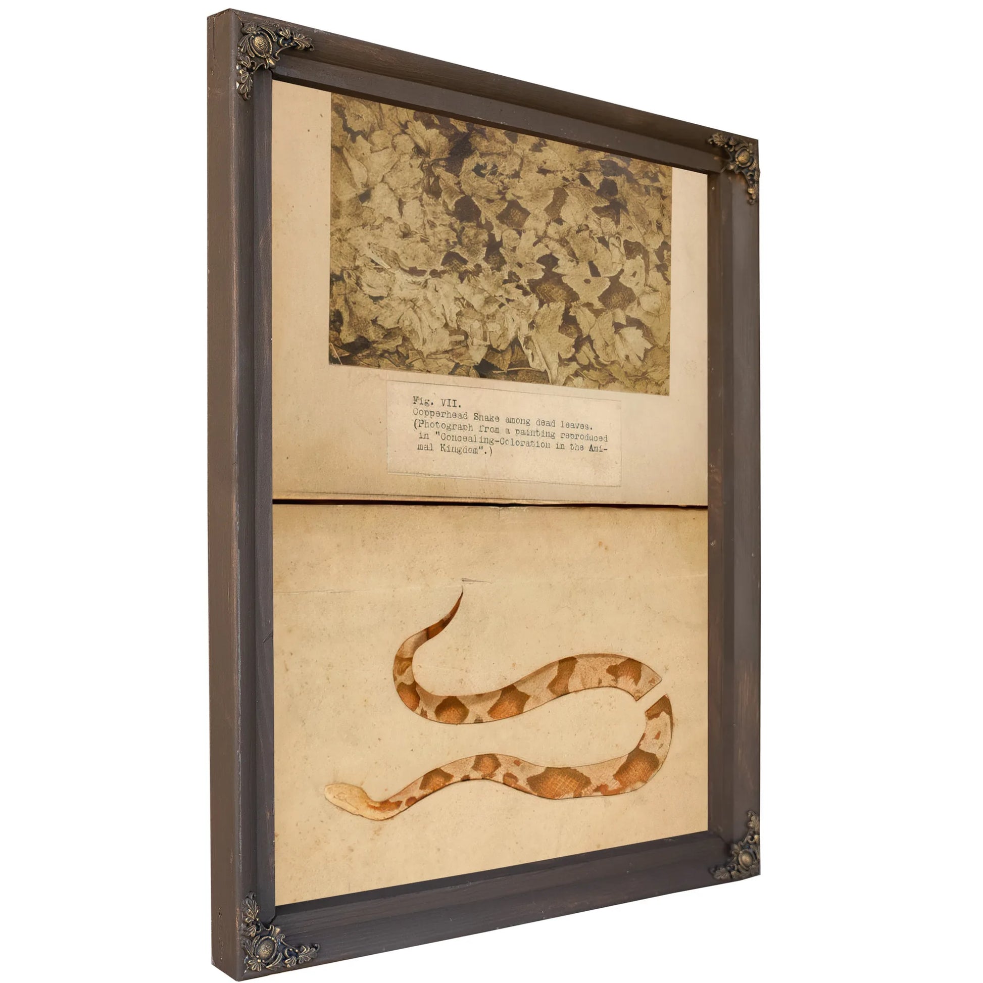 Fig. Vii Copperhead Snake Among Dead Leaves, Study Folder For Book Concealing Coloration In The Animal Kingdom By Abbott Handerson Thayer Fine Art Print