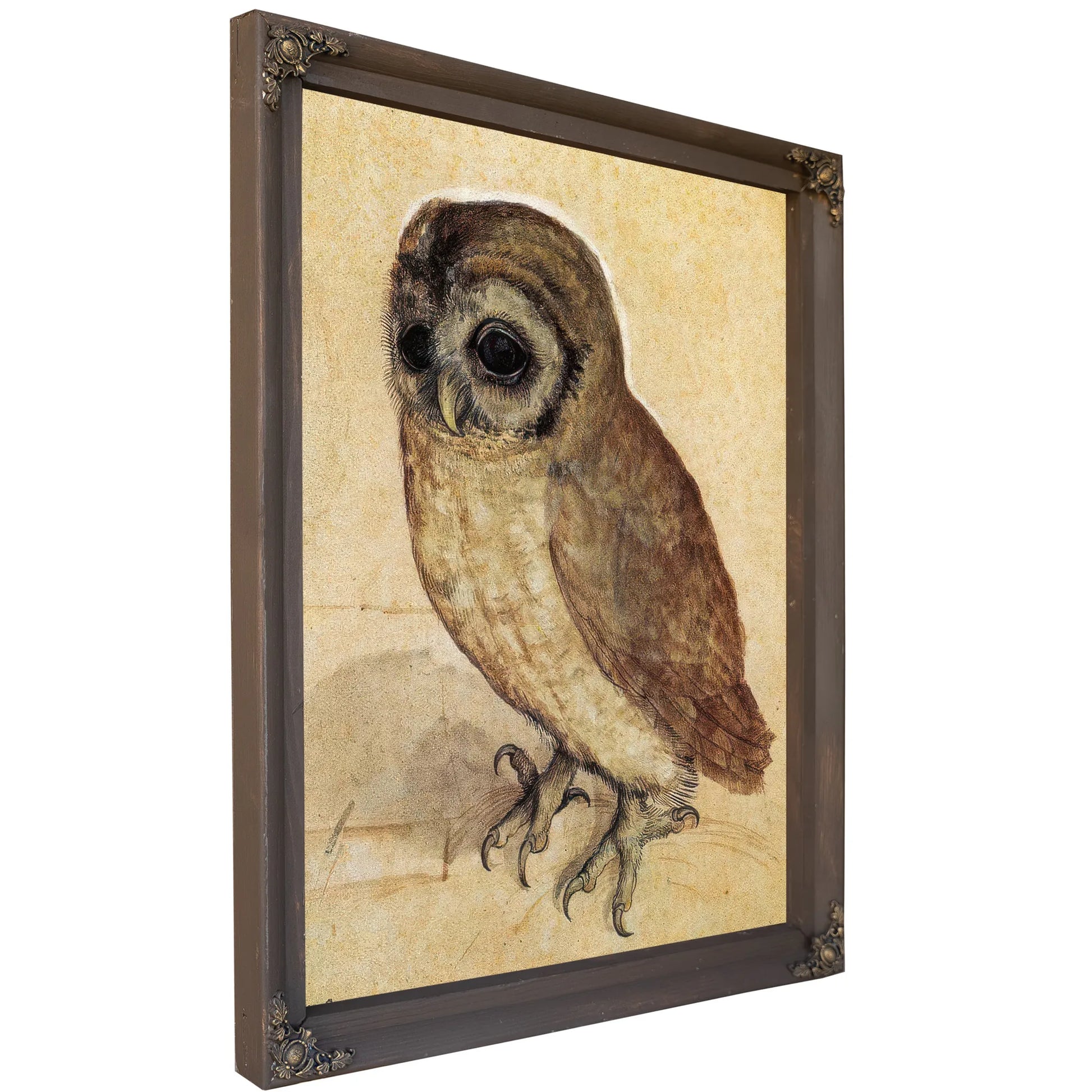 The Little Owl 1506 By Albrecht Durer Fine Art Print