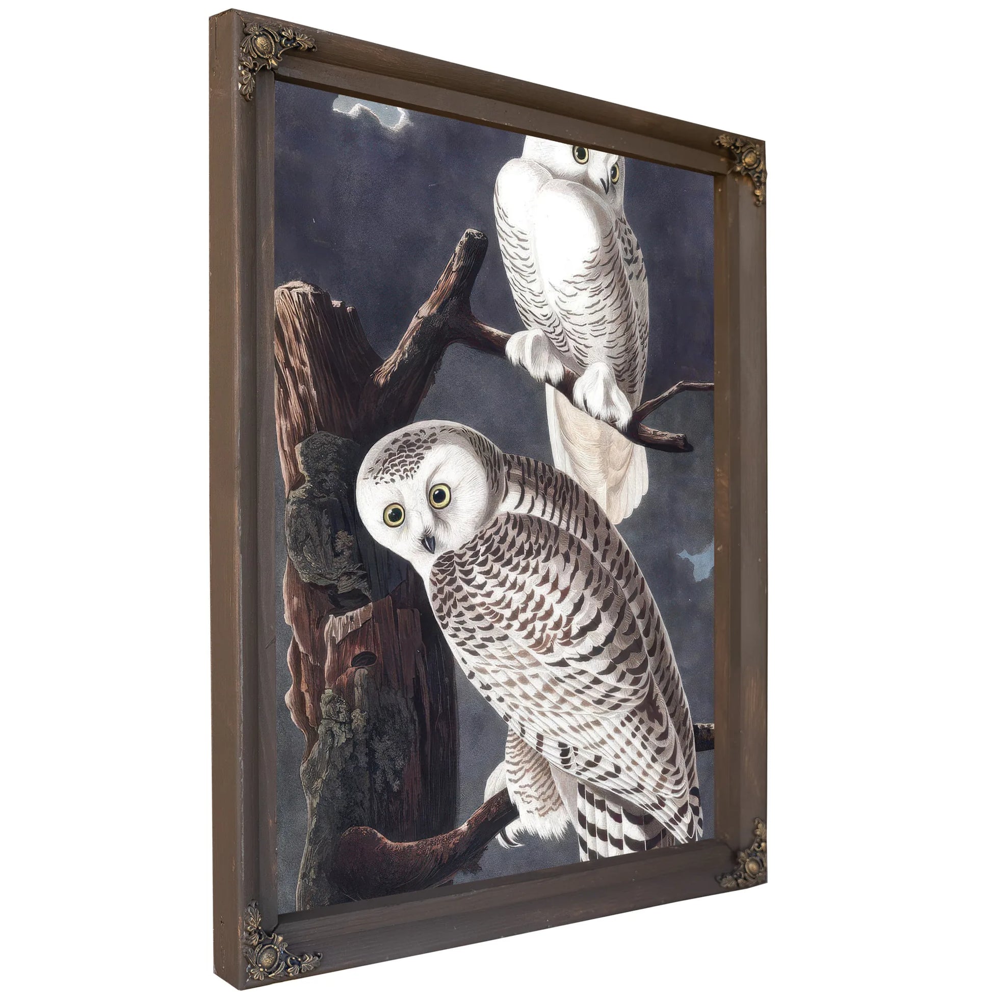 John James Audubon Snowy Owl 1838 By John James Audubon Fine Art Print