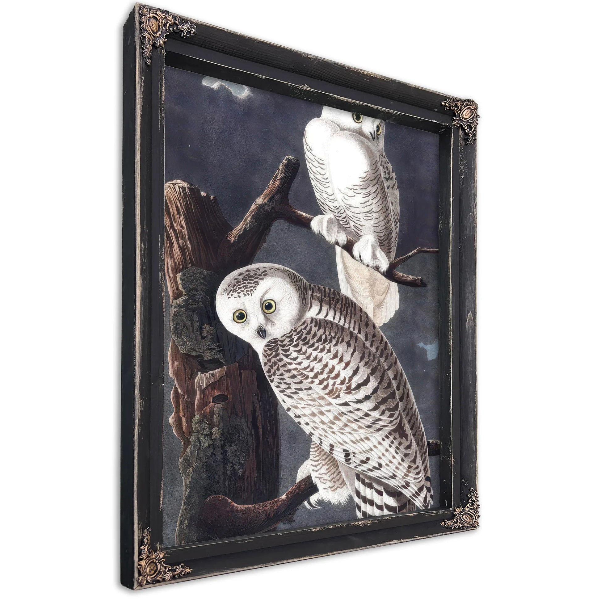 John James Audubon Snowy Owl 1838 By John James Audubon Fine Art Print