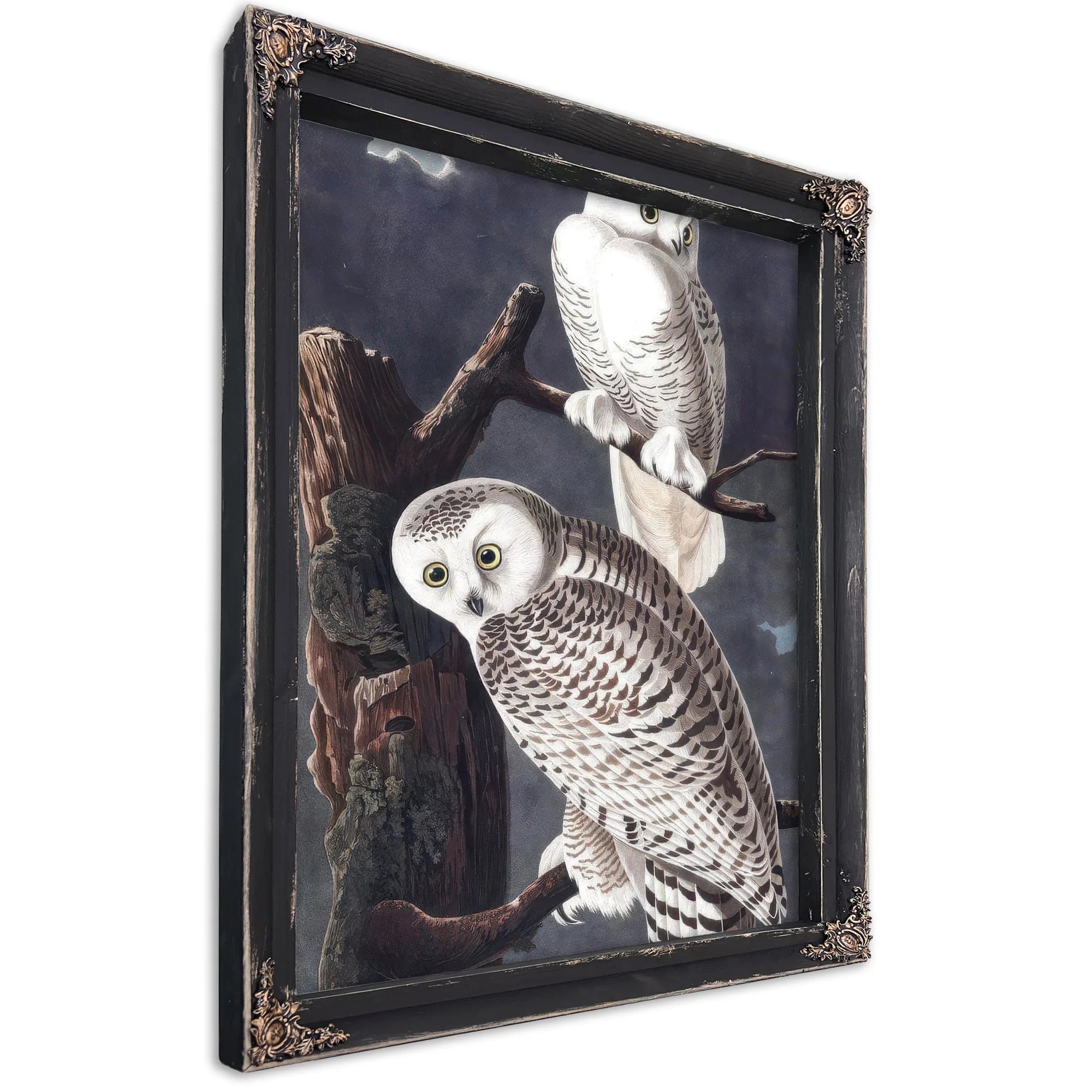 John James Audubon Snowy Owl 1838 By John James Audubon Fine Art Print