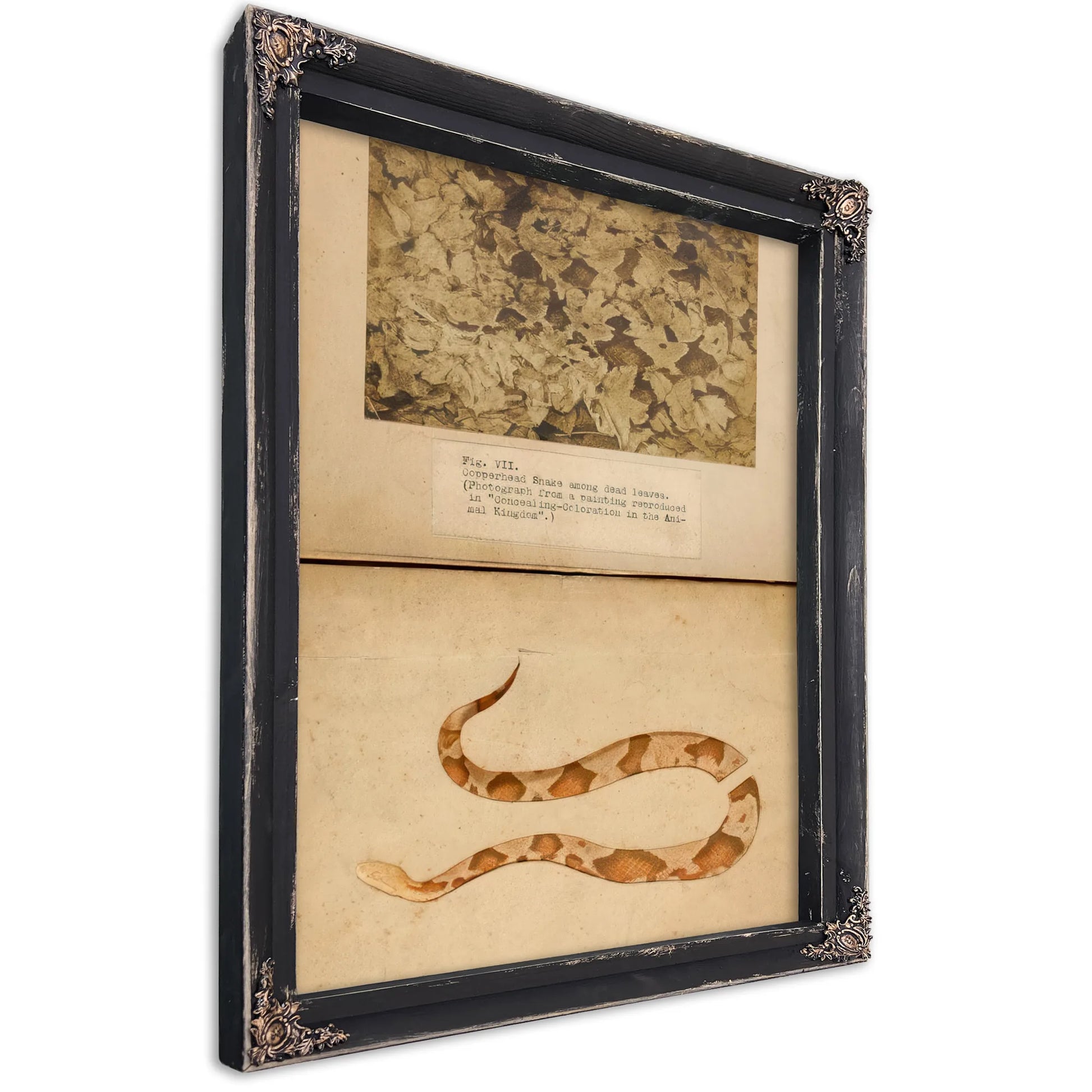 Fig. Vii Copperhead Snake Among Dead Leaves, Study Folder For Book Concealing Coloration In The Animal Kingdom By Abbott Handerson Thayer Fine Art Print