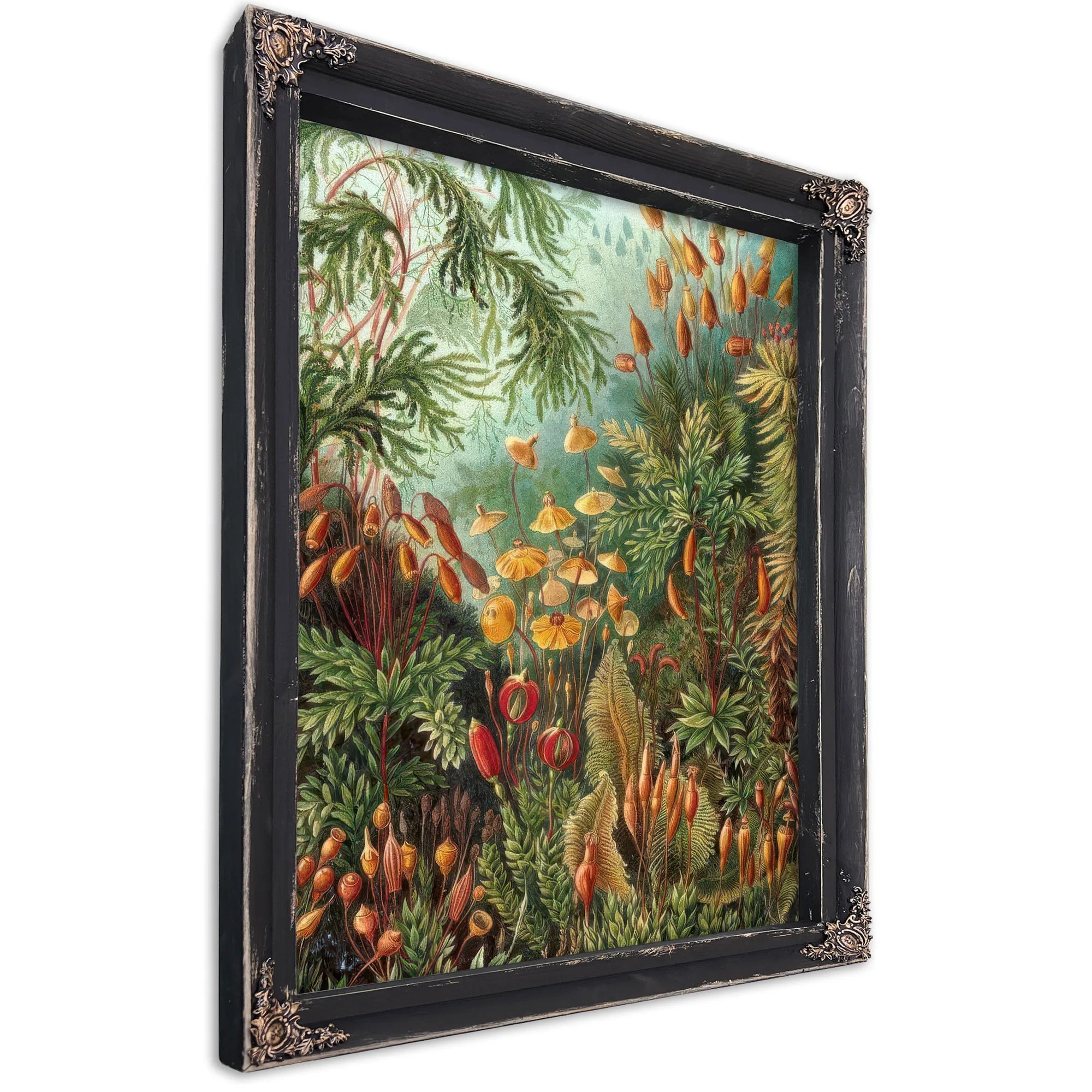 Art Forms In Nature Plate 72 Muscinae 1904 By Ernst Haeckel Fine Art Print