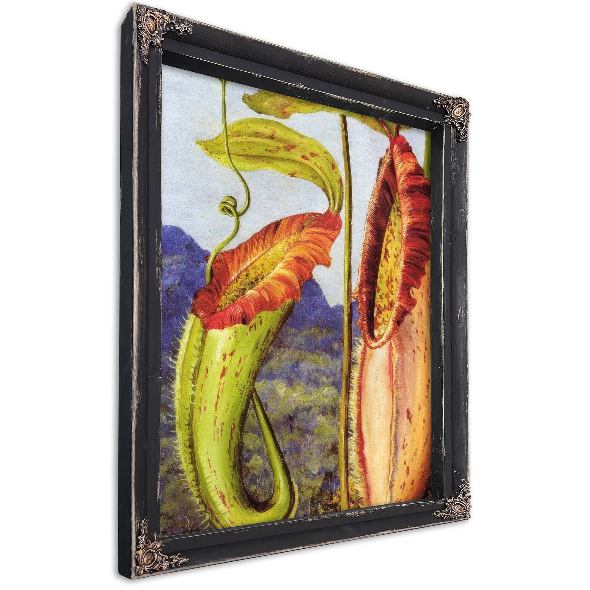 Nepenthes Northiana By Marianne North Fine Art Print