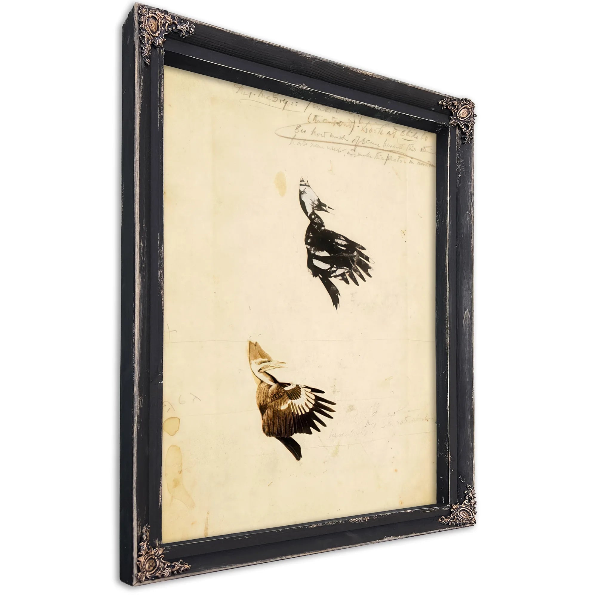 2 Rush Stencils, Study Folder For Book Concealing Coloration In The Animal Kingdom By Abbott Handerson Thayer Fine Art Print