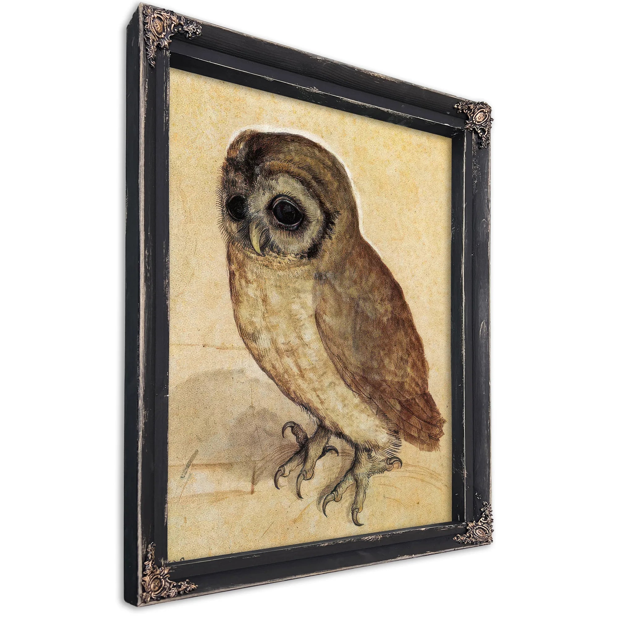The Little Owl 1506 By Albrecht Durer Fine Art Print