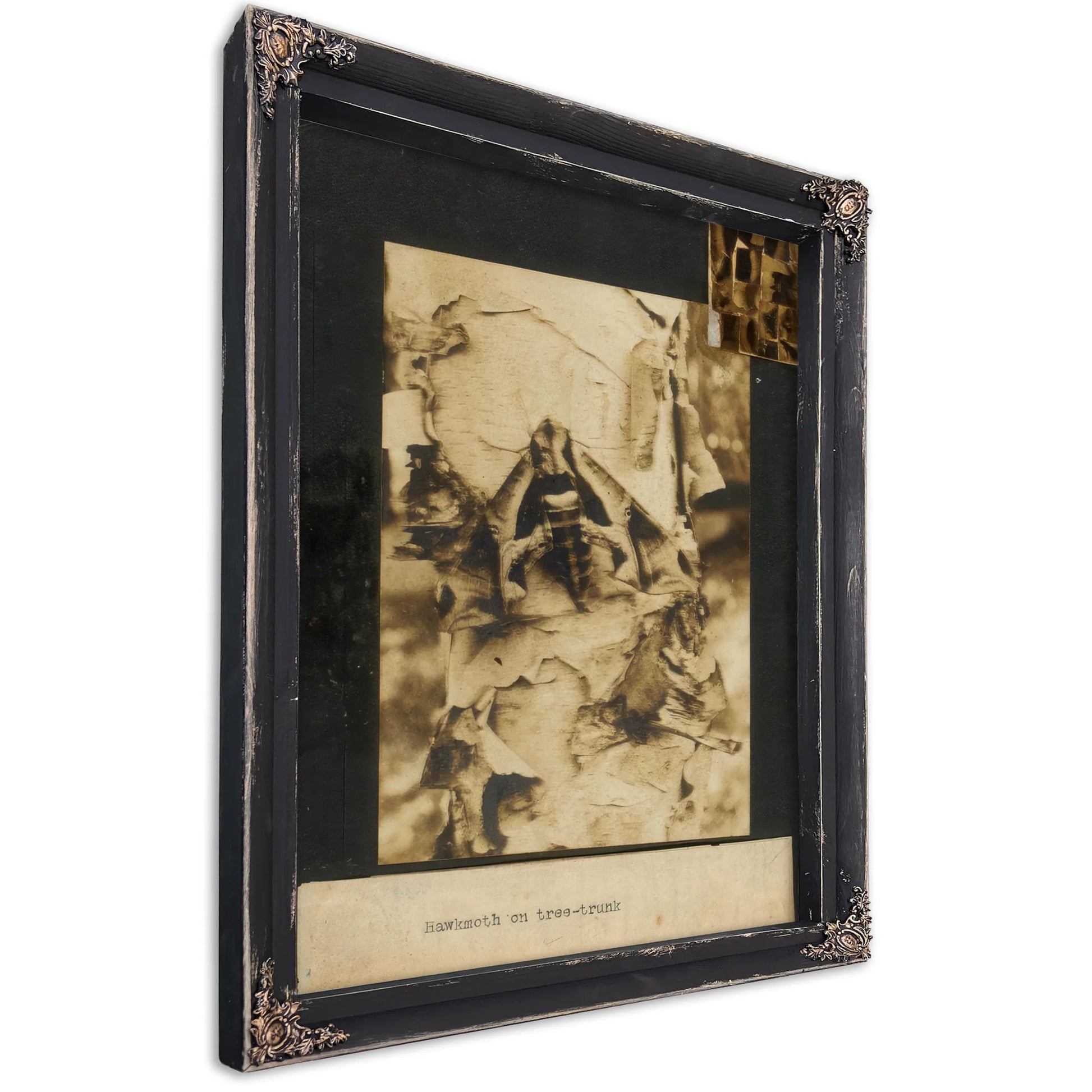 Hawkmoth On Tree Trunk, Study Folder For Book Concealing Coloration In The Animal Kingdom By Abbott Handerson Thayer Fine Art Print