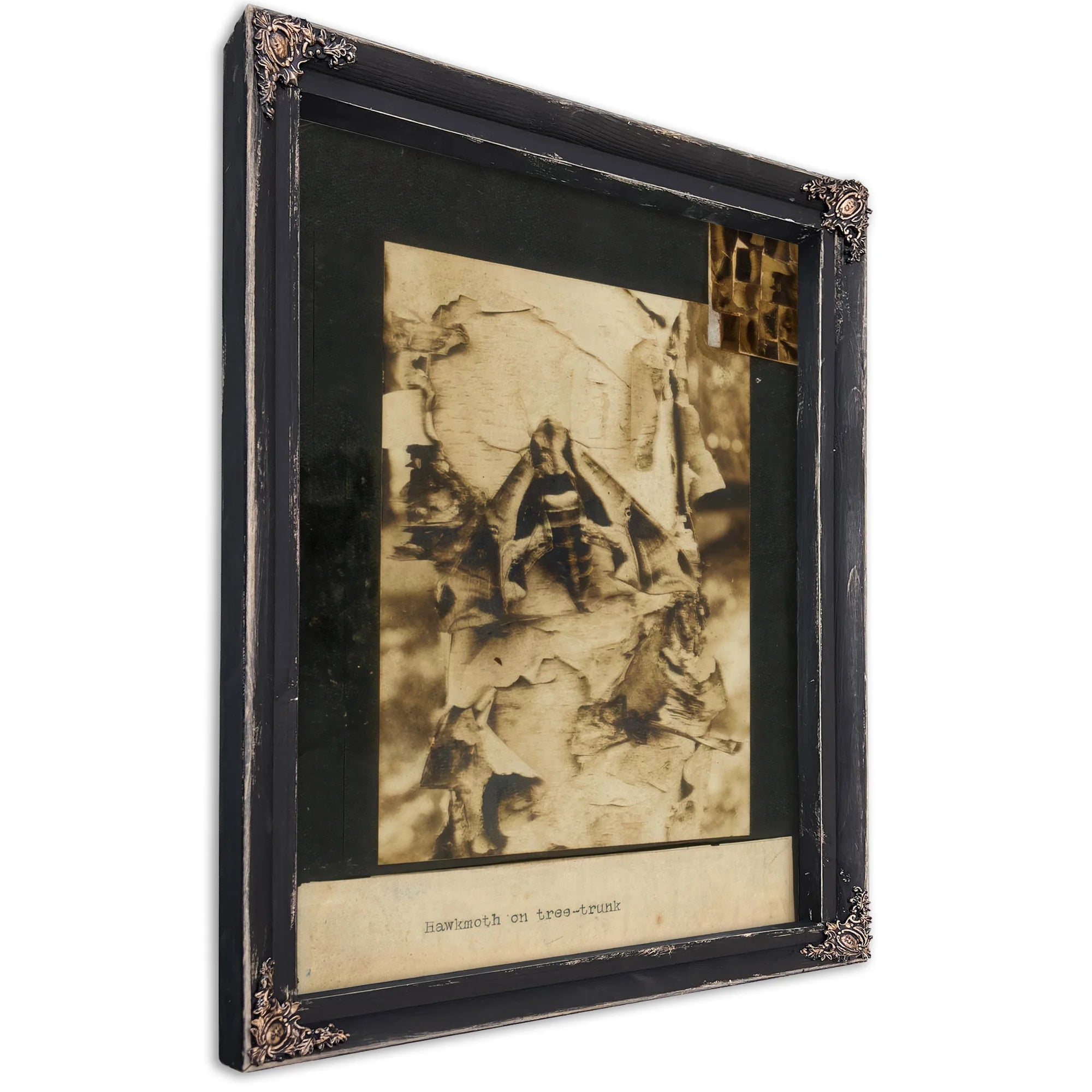 Hawkmoth On Tree Trunk, Study Folder For Book Concealing Coloration In The Animal Kingdom By Abbott Handerson Thayer Fine Art Print