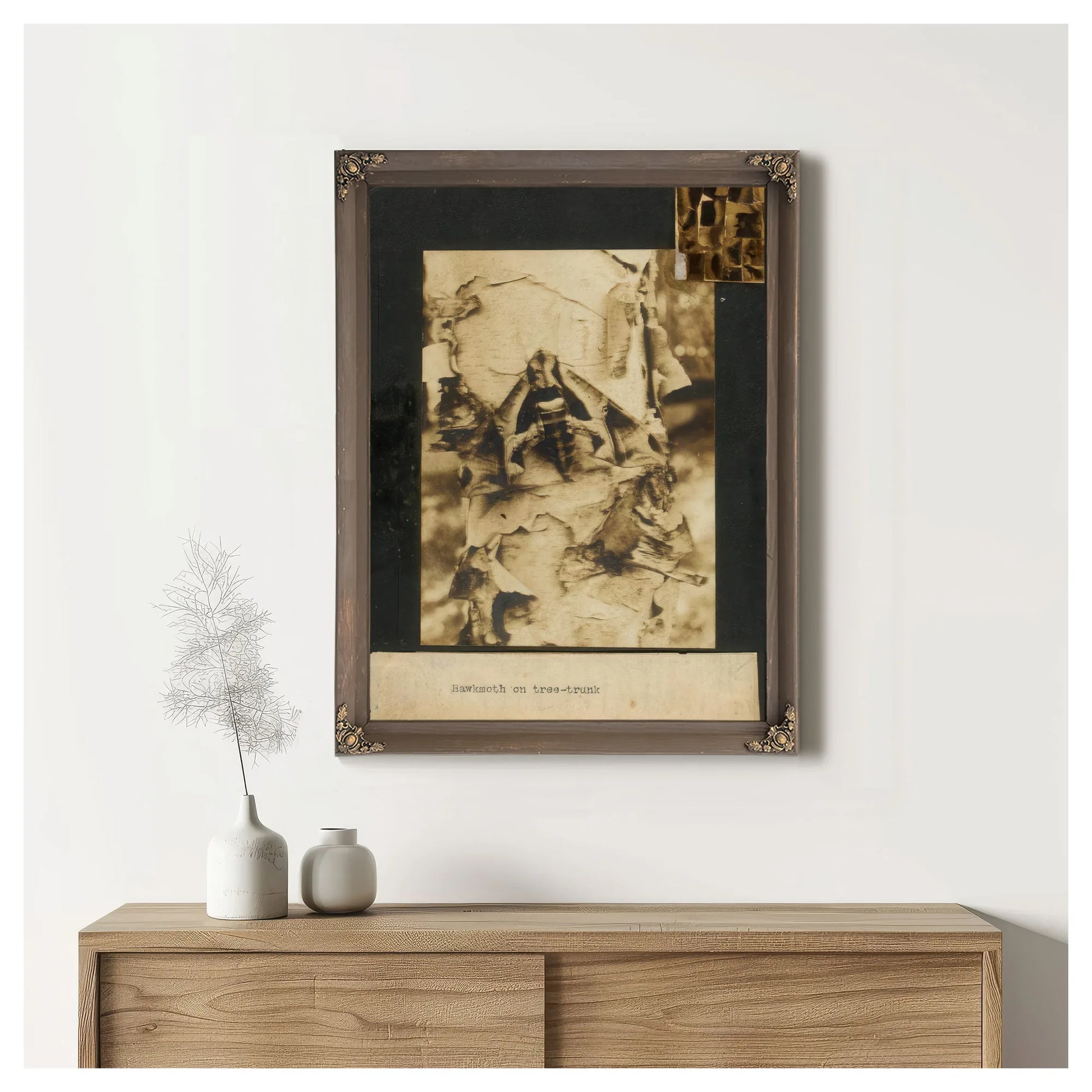 Hawkmoth On Tree Trunk, Study Folder For Book Concealing Coloration In The Animal Kingdom By Abbott Handerson Thayer Fine Art Print