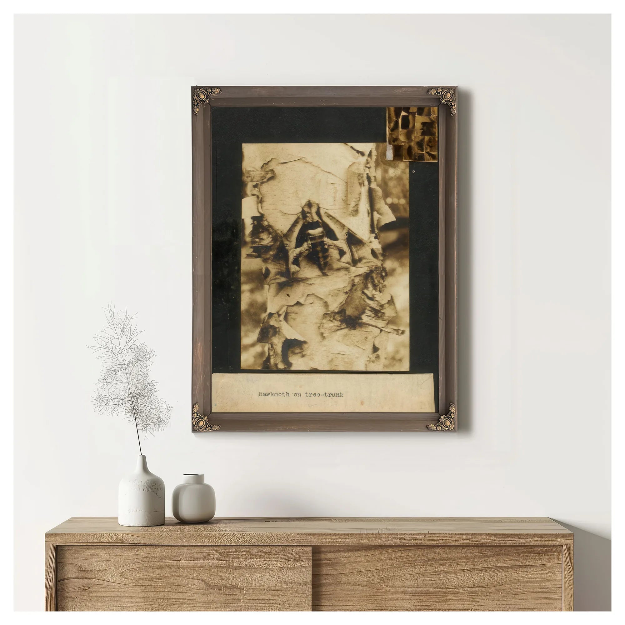Hawkmoth On Tree Trunk, Study Folder For Book Concealing Coloration In The Animal Kingdom By Abbott Handerson Thayer Fine Art Print