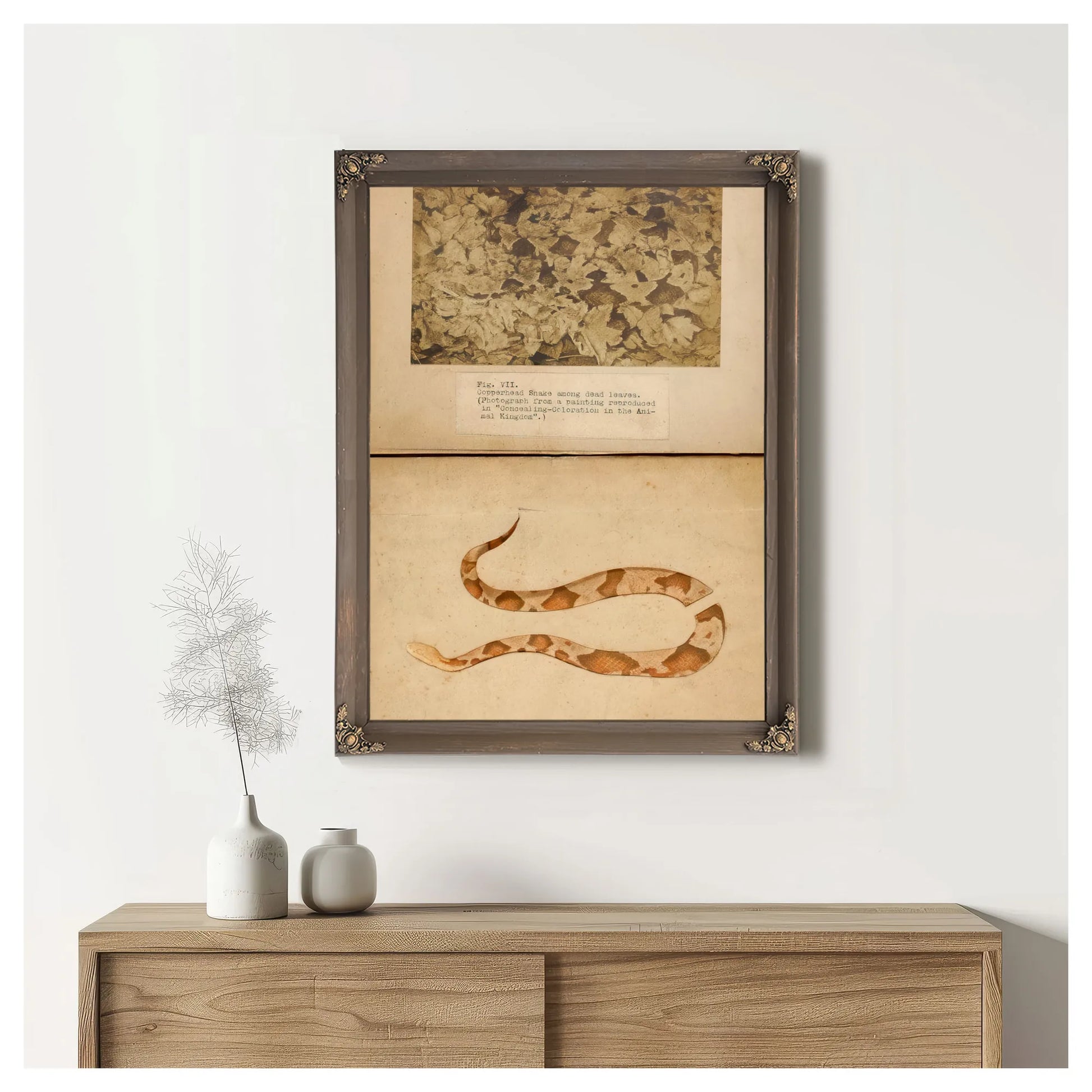 Fig. Vii Copperhead Snake Among Dead Leaves, Study Folder For Book Concealing Coloration In The Animal Kingdom By Abbott Handerson Thayer Fine Art Print