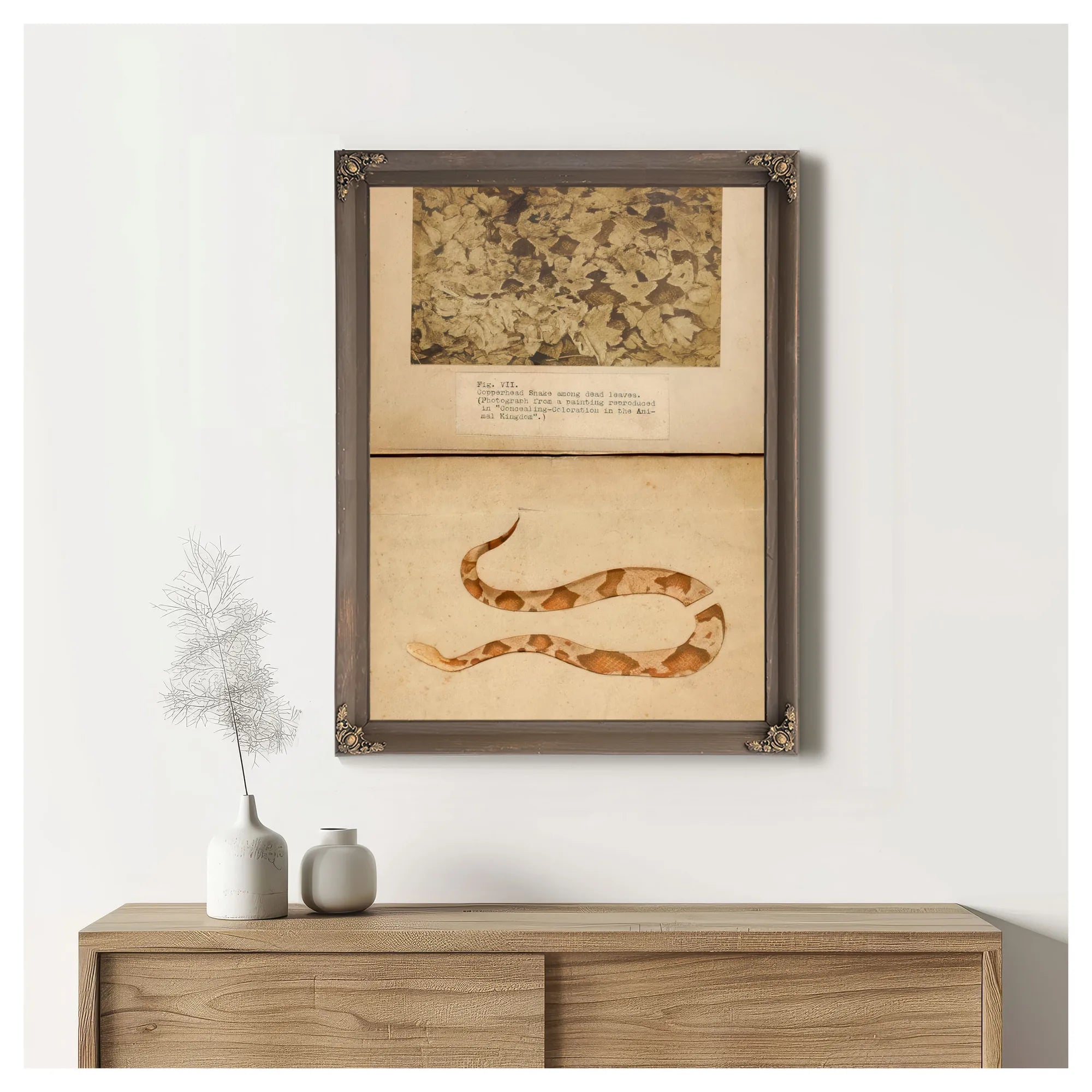 Fig. Vii Copperhead Snake Among Dead Leaves, Study Folder For Book Concealing Coloration In The Animal Kingdom By Abbott Handerson Thayer Fine Art Print