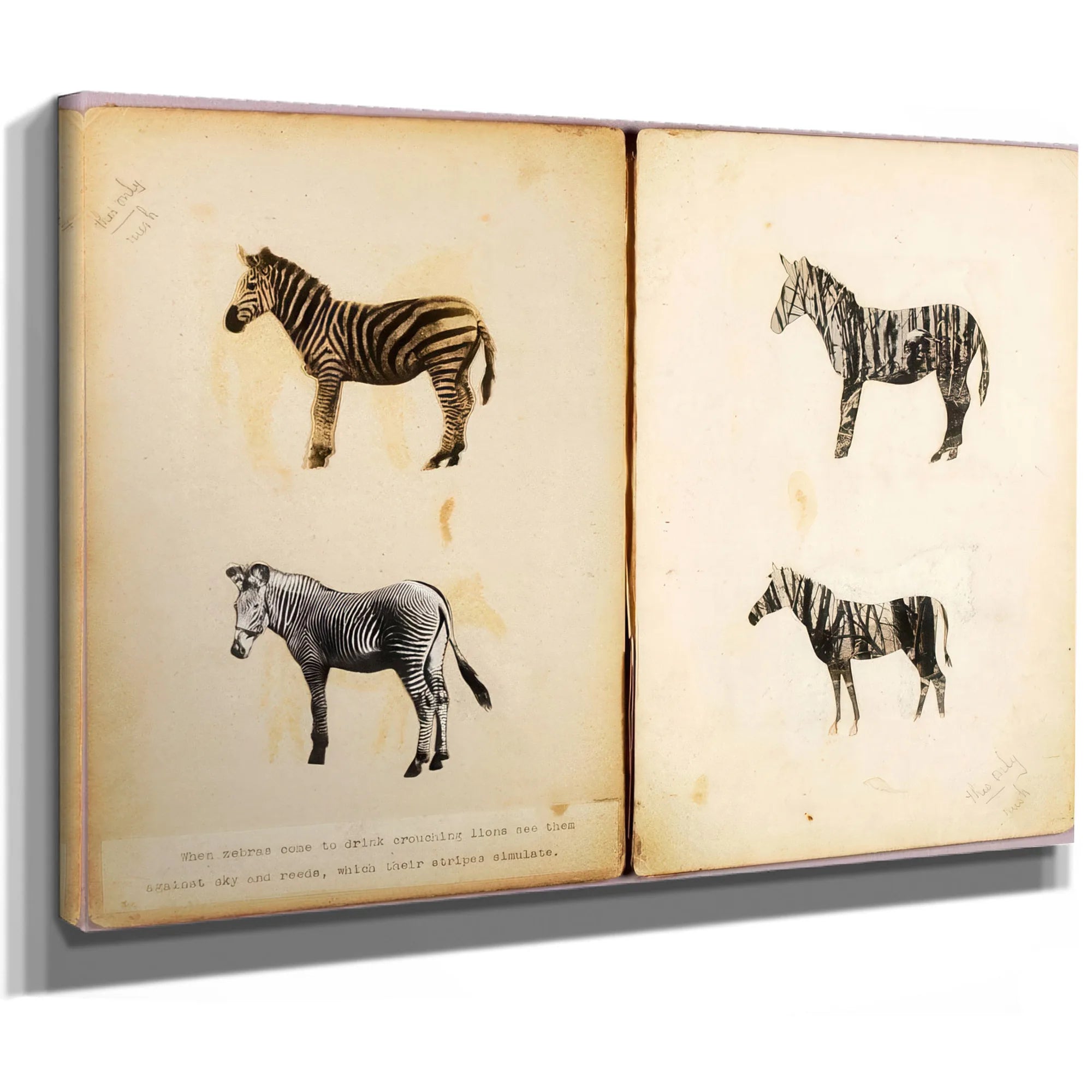 Zebras, Study Folder For Book Concealing Coloration In The Animal Kingdom By Abbott Handerson Thayer Fine Art Print