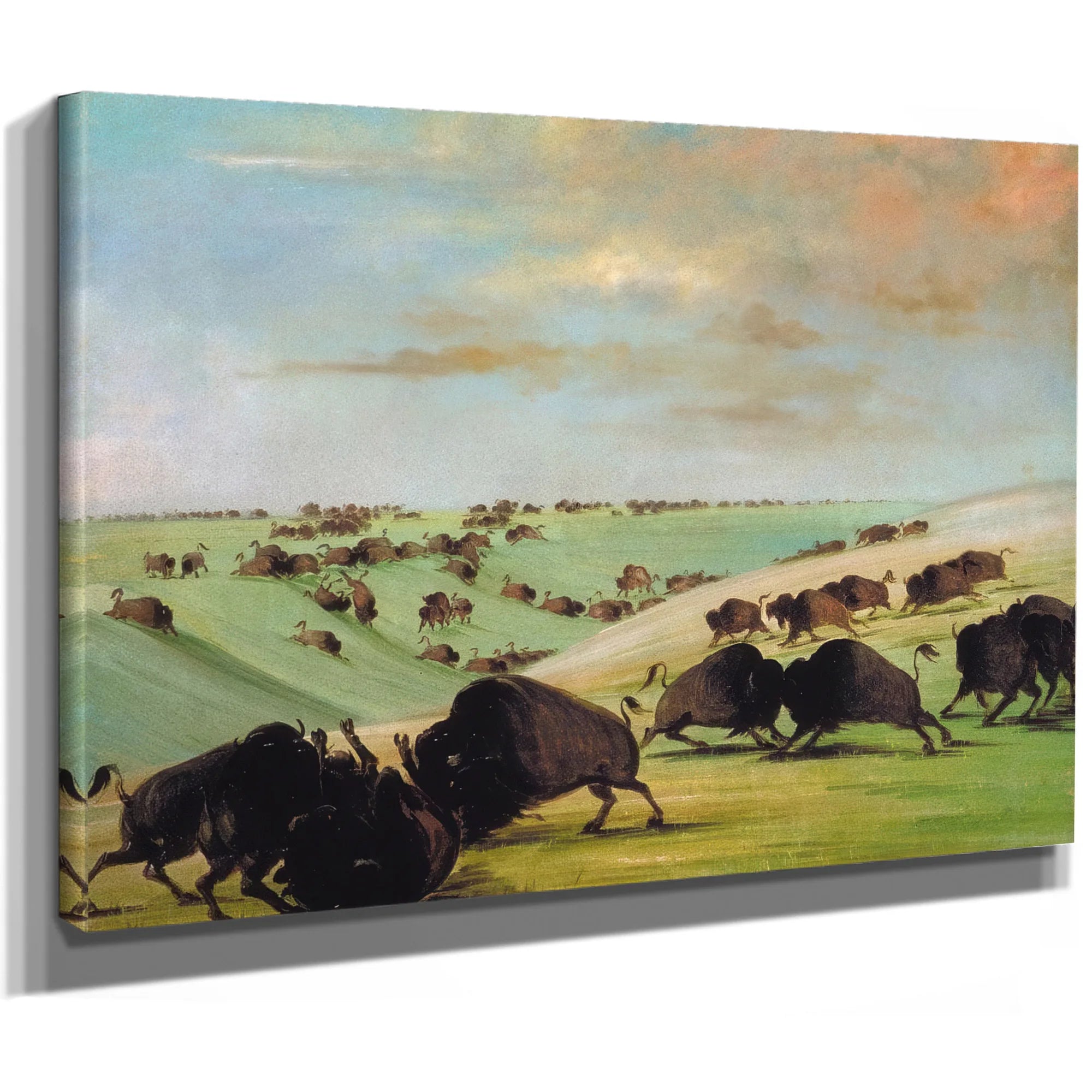 Buffalo Bulls Fighting In Running Season, Upper Missouri By George Catlin Fine Art Print