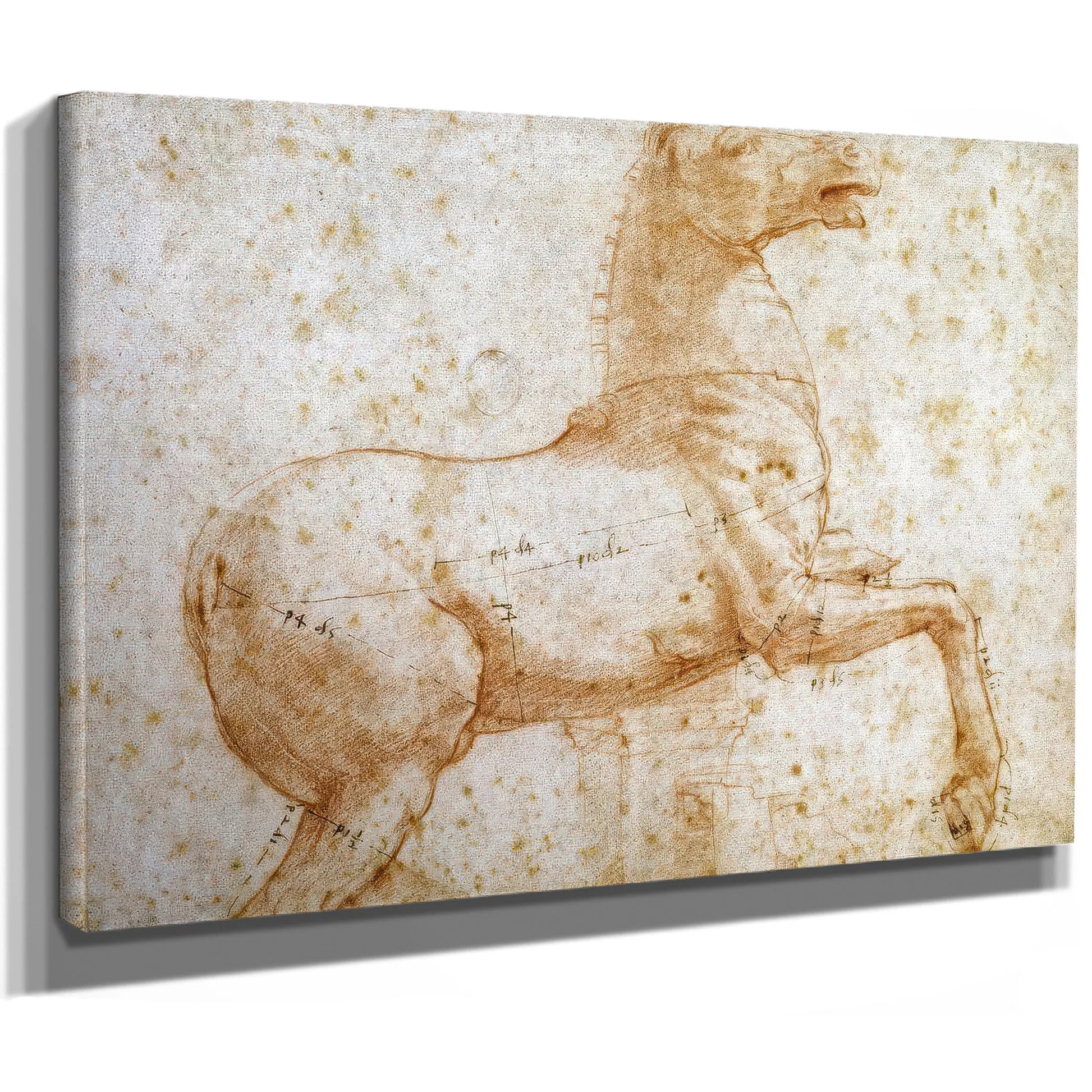 Study Of One Of The Quirinal Marble Horses By Raphael Fine Art Print