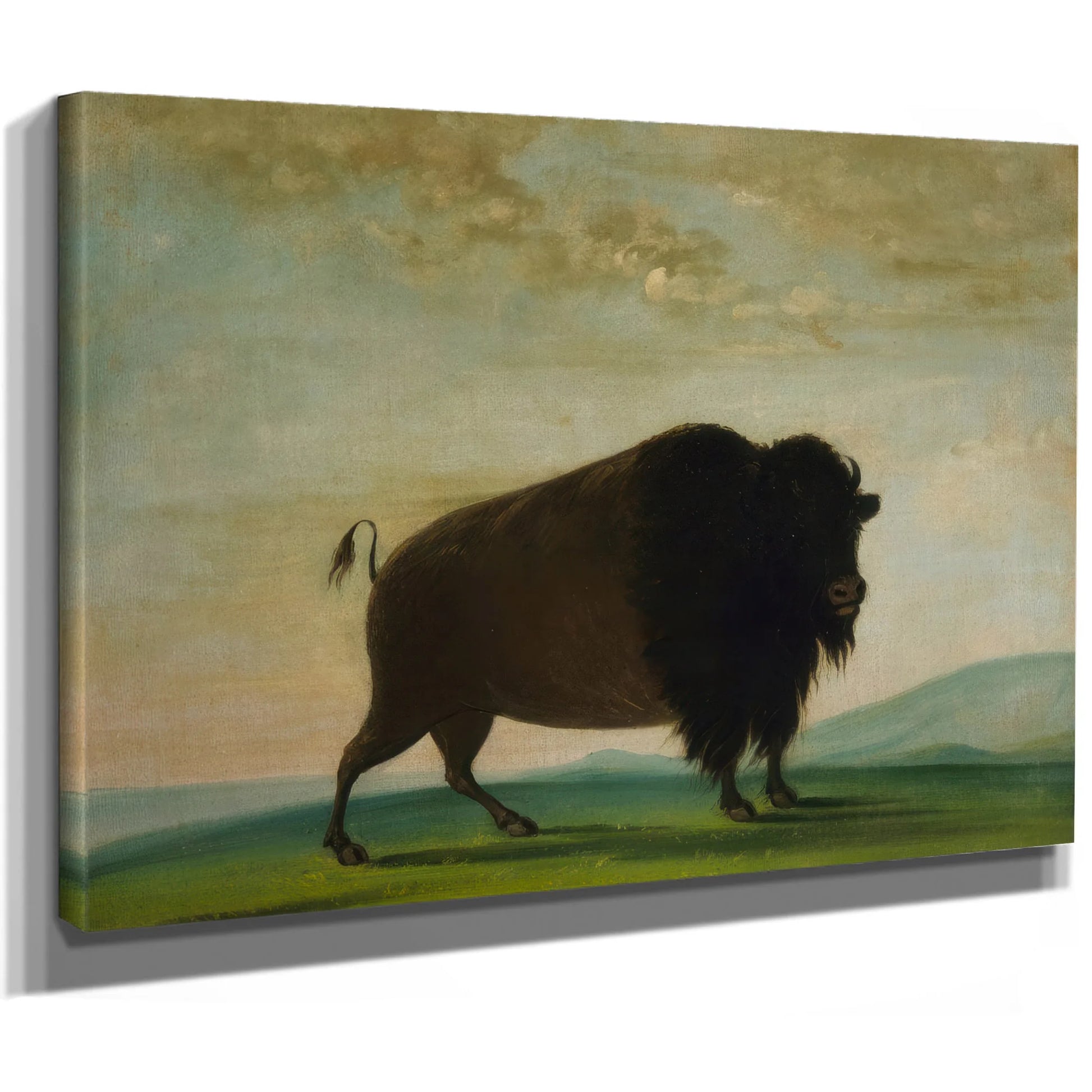 Buffalo Cow, Grazing On The Prairie By George Catlin Fine Art Print