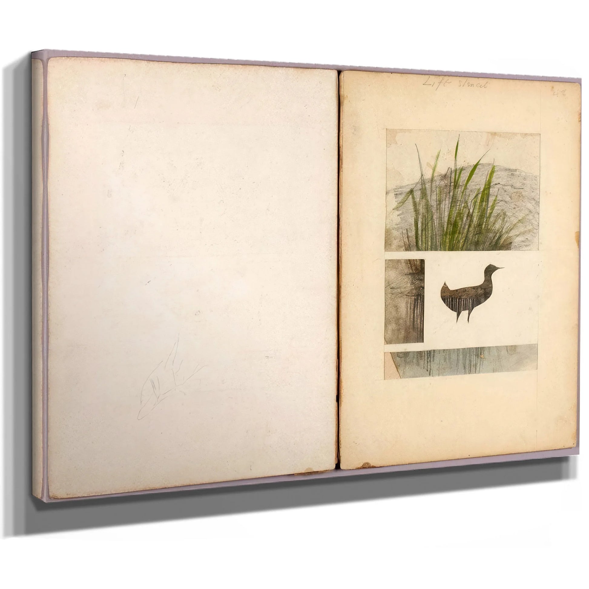 Rail, Study Folder For Book Concealing Coloration In The Animal Kingdom By Abbott Handerson Thayer Fine Art Print