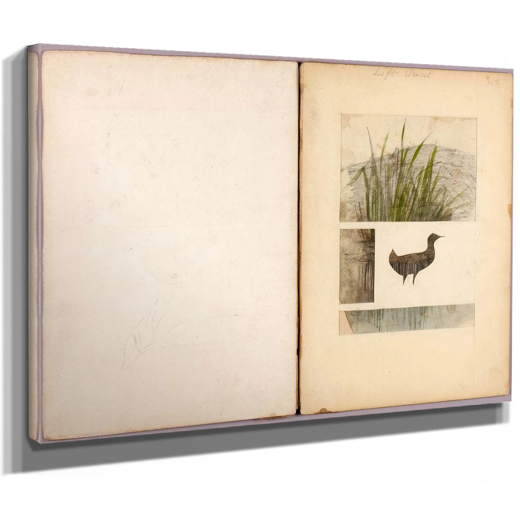 Rail, Study Folder For Book Concealing Coloration In The Animal Kingdom By Abbott Handerson Thayer Fine Art Print