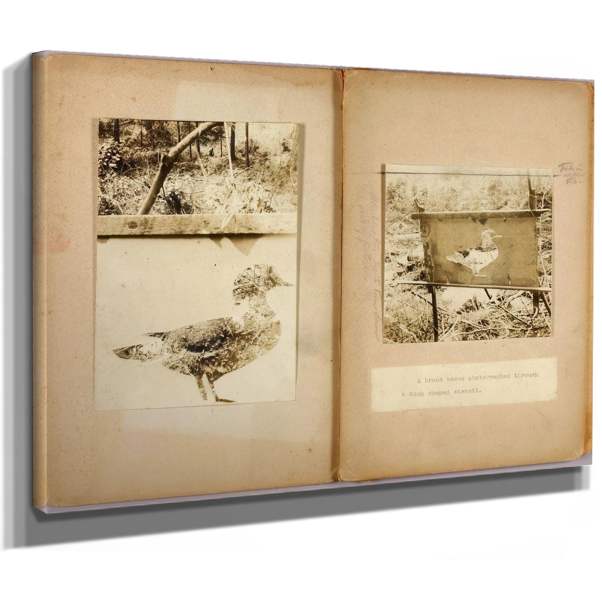 Stencil Ducks, Study Folder For Book Concealing Coloration In The Animal Kingdom By Abbott Handerson Thayer Fine Art Print