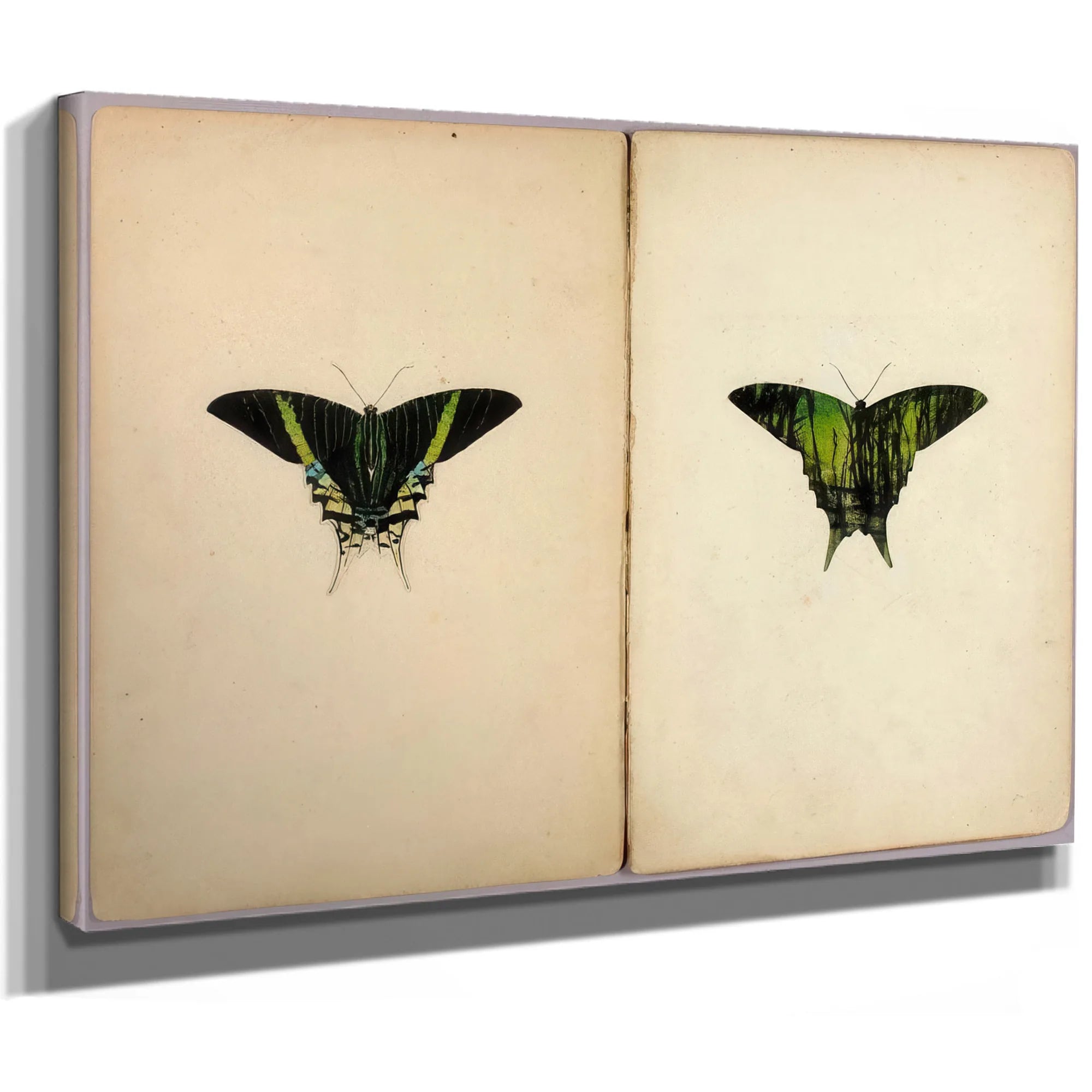Urania Moth, Study Folder For Book Concealing Coloration In The Animal Kingdom By Abbott Handerson Thayer Fine Art Print