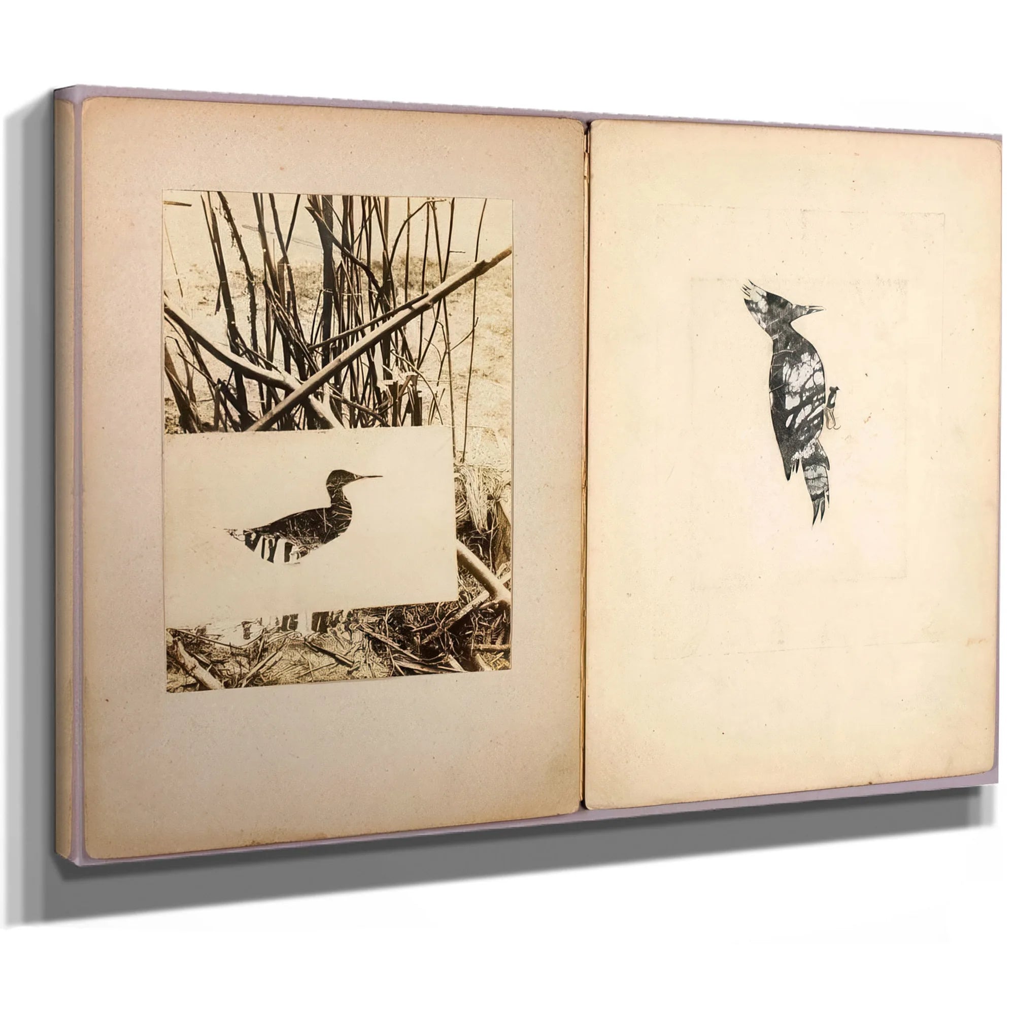 Rail And Woodpecker, Study Folder For Book Concealing Coloration In The Animal Kingdom By Abbott Handerson Thayer Fine Art Print