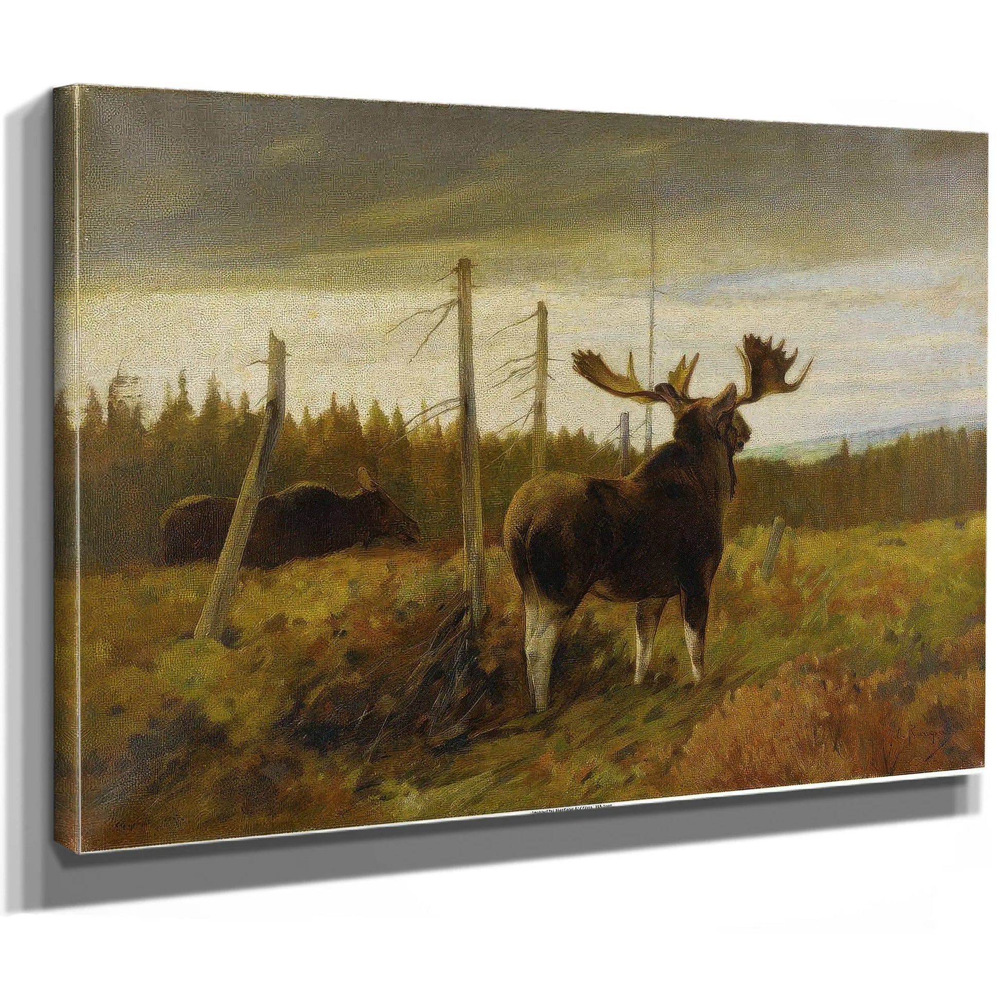 Moose In A Clearing By Carl Rungius Fine Art Print