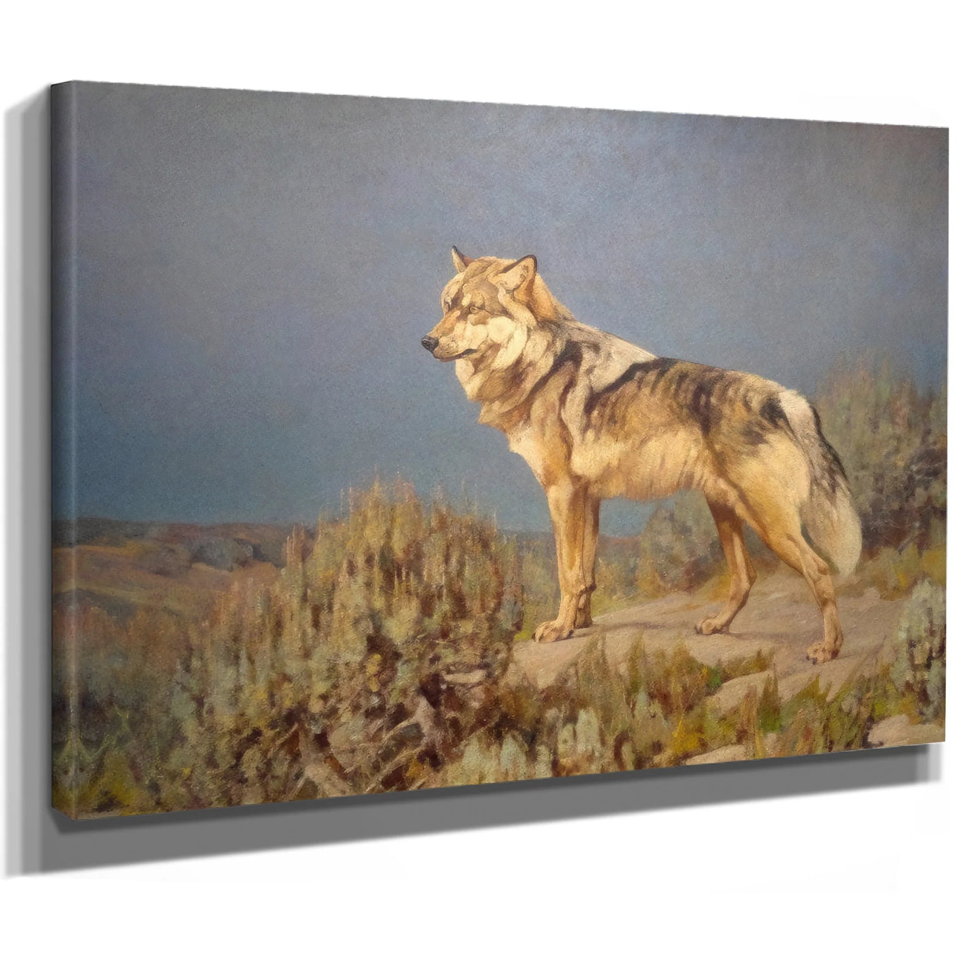 Grey Wolf Standing On A Bluff By Carl Rungius Fine Art Print