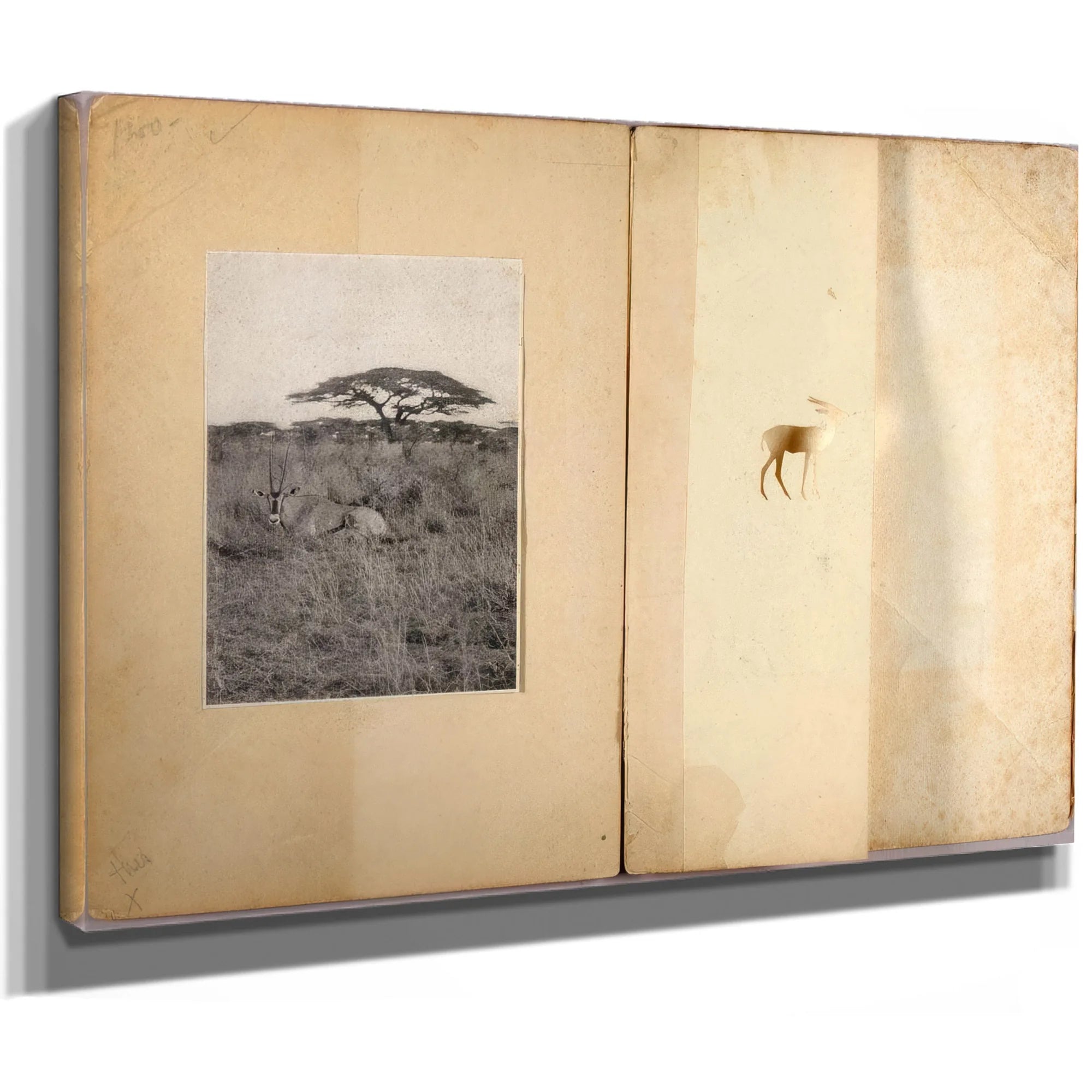 Two Antelopes, Study Folder For Book Concealing Coloration In The Animal Kingdom By Abbott Handerson Thayer Fine Art Print