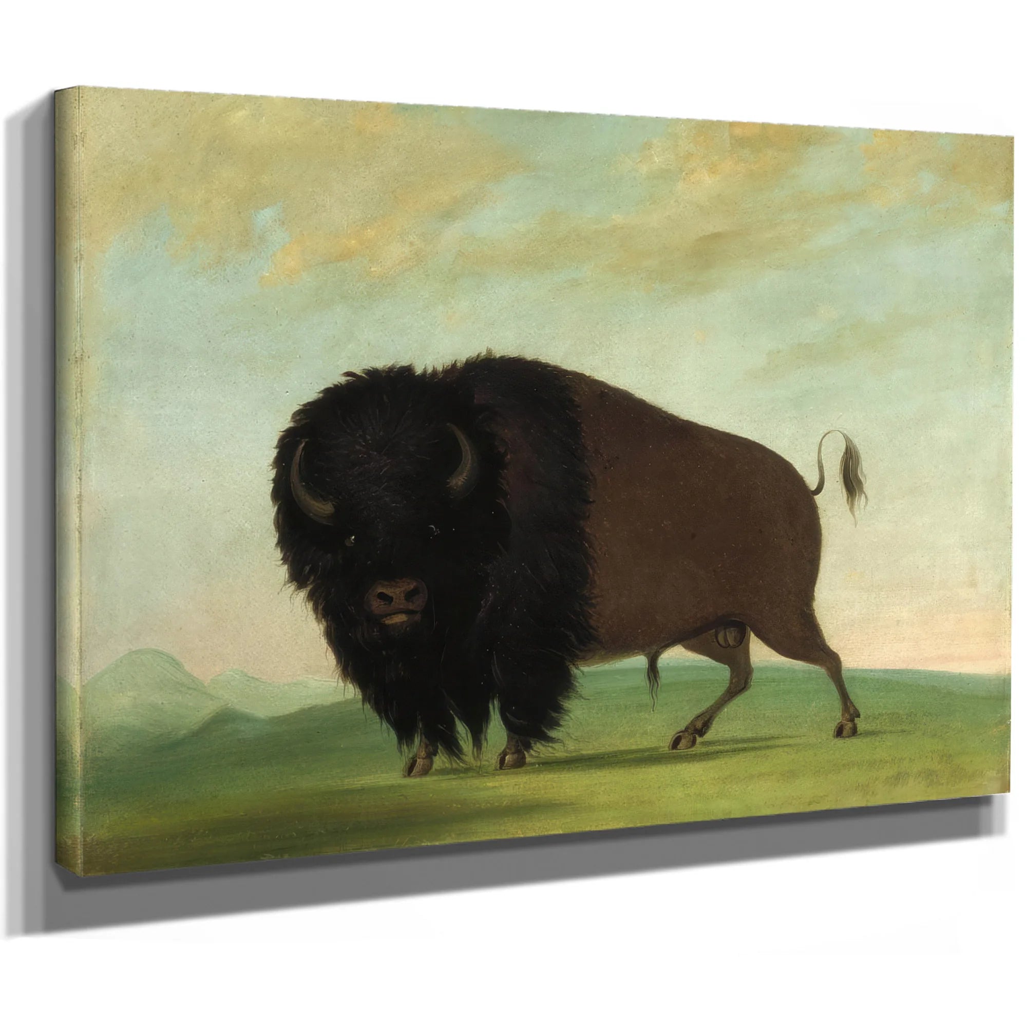 Buffalo Bull, Grazing On The Prairie By George Catlin Fine Art Print