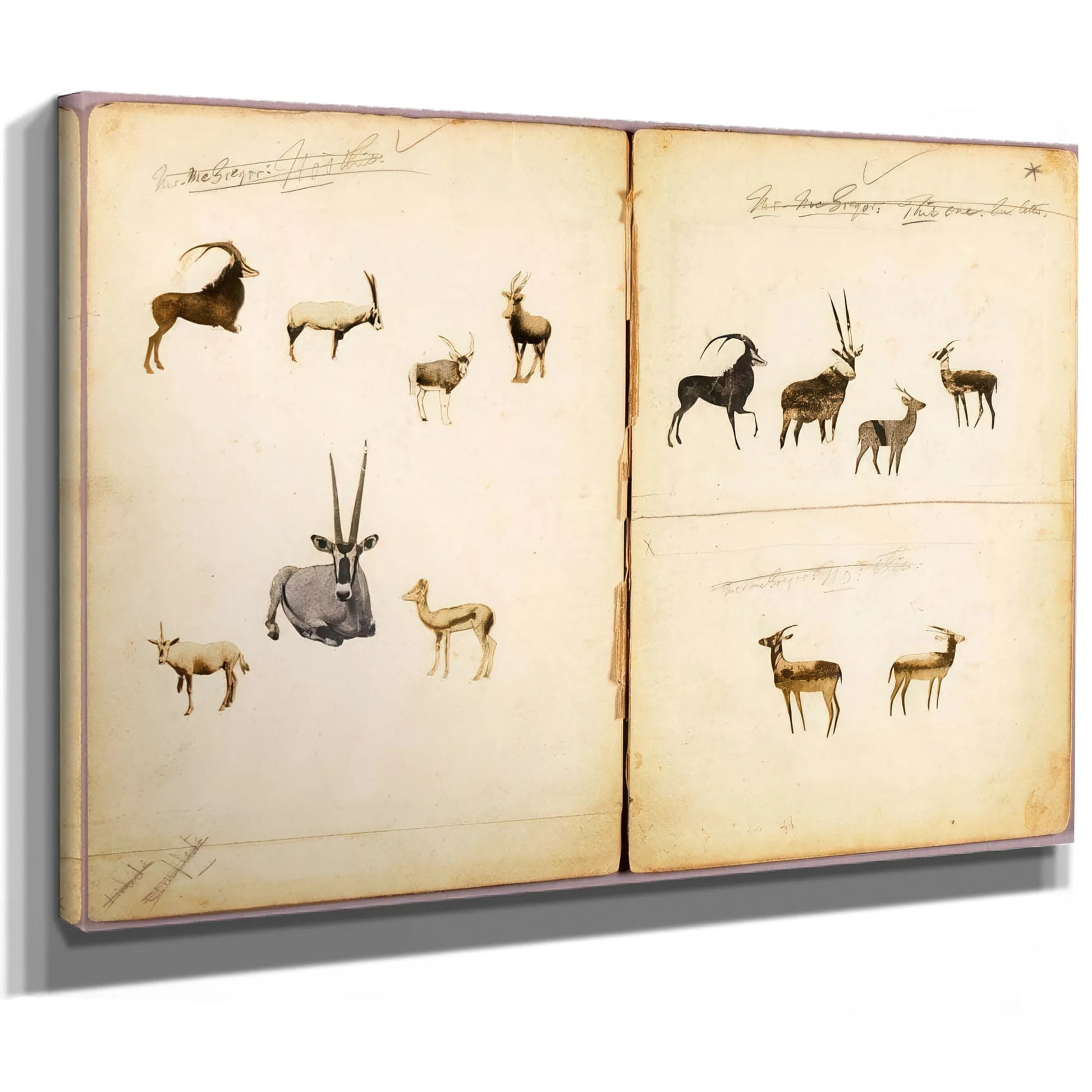 Antelopes, Study Folder For Book Concealing Coloration In The Animal Kingdom By Abbott Handerson Thayer Fine Art Print