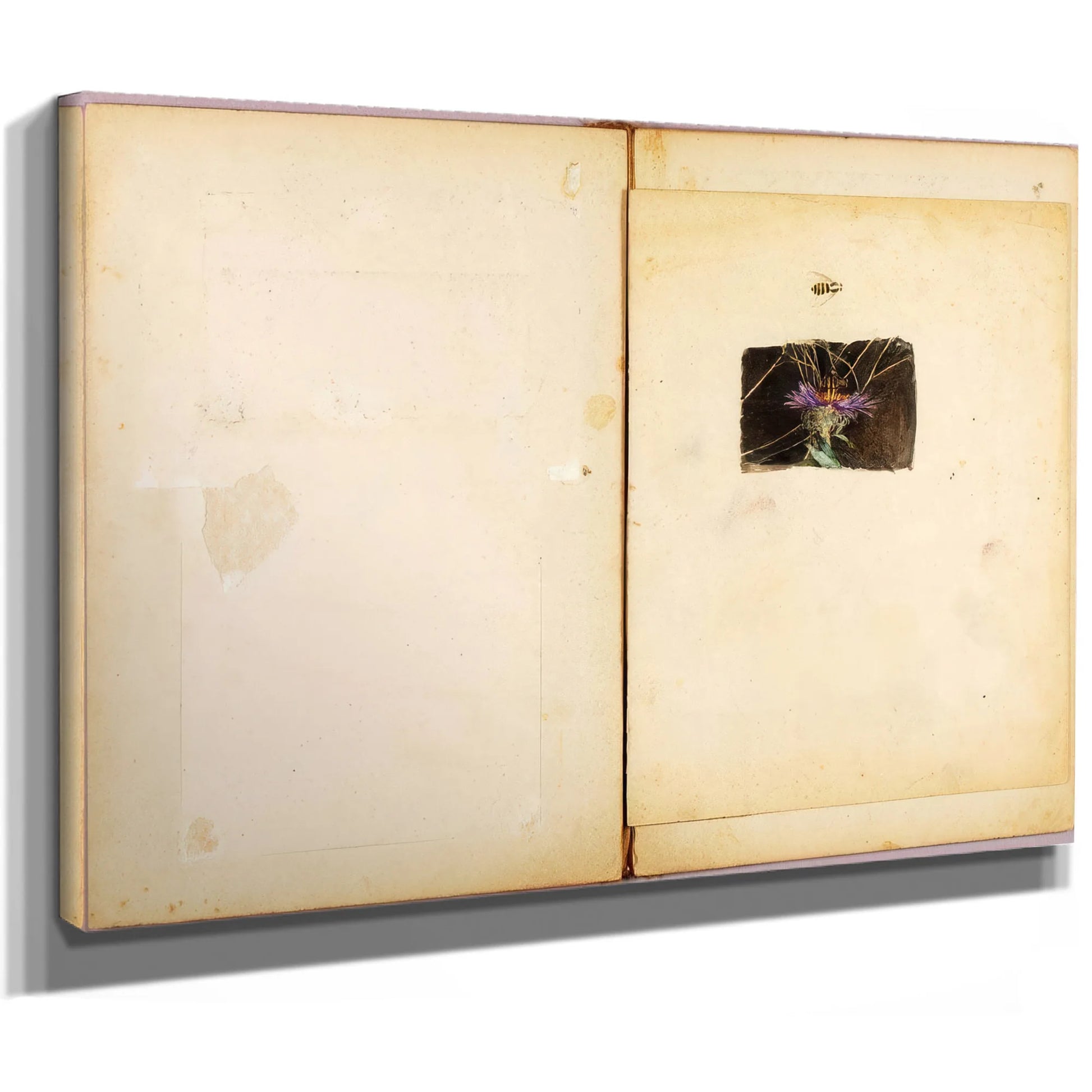 Ostrich, Study Folder For Book Concealing Coloration In The Animal Kingdom By Abbott Handerson Thayer Fine Art Print