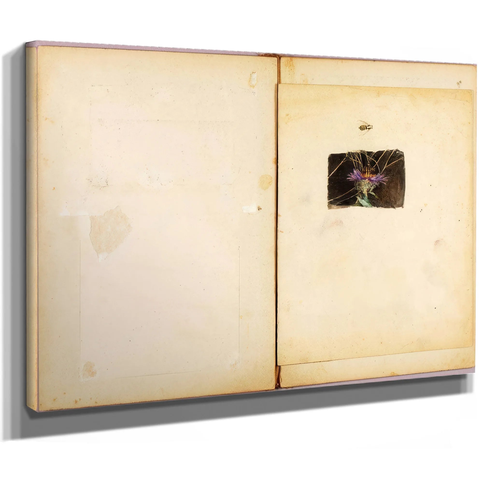 Ostrich, Study Folder For Book Concealing Coloration In The Animal Kingdom By Abbott Handerson Thayer Fine Art Print