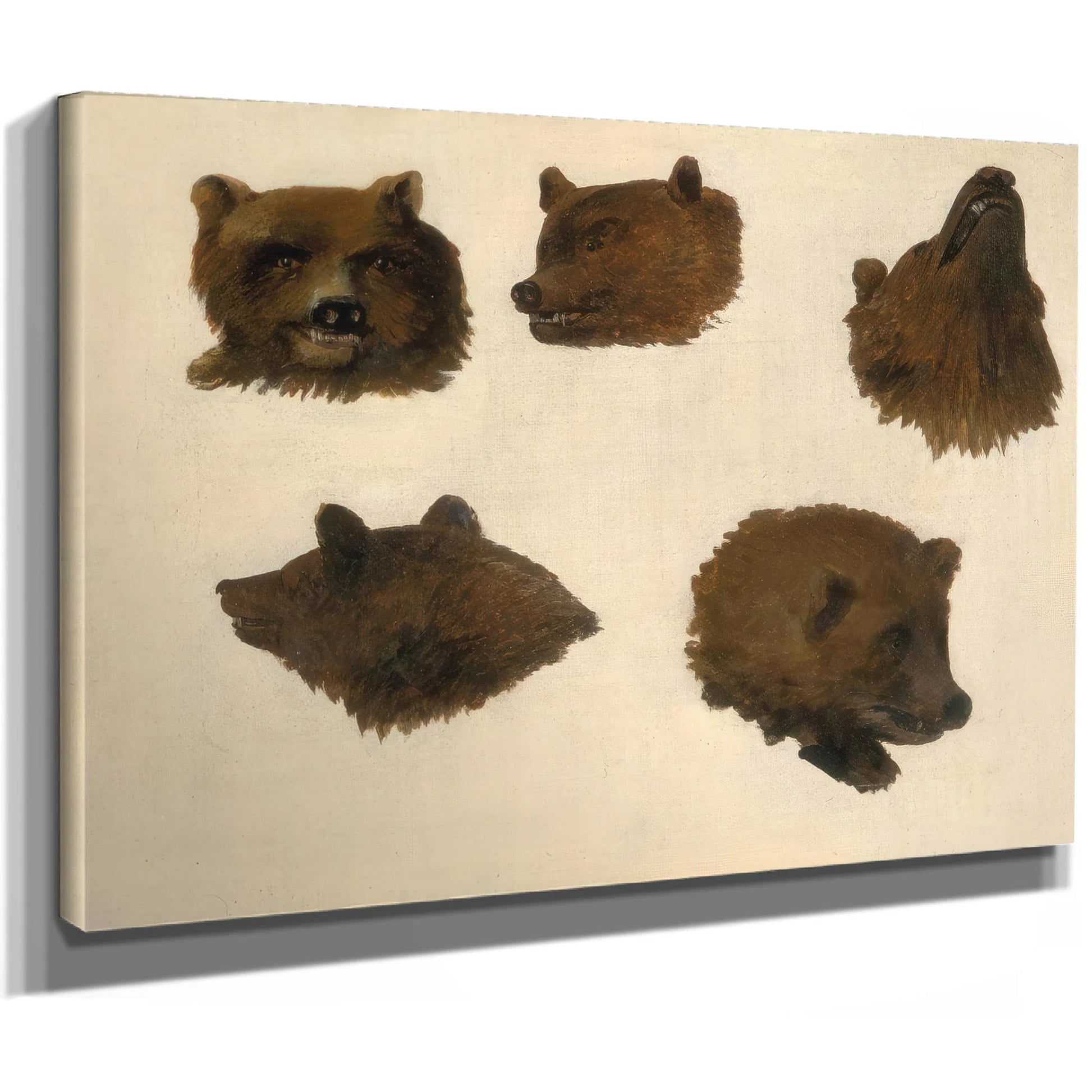 Portraits Of Two Grizzly Bears, From Life By George Catlin Fine Art Print