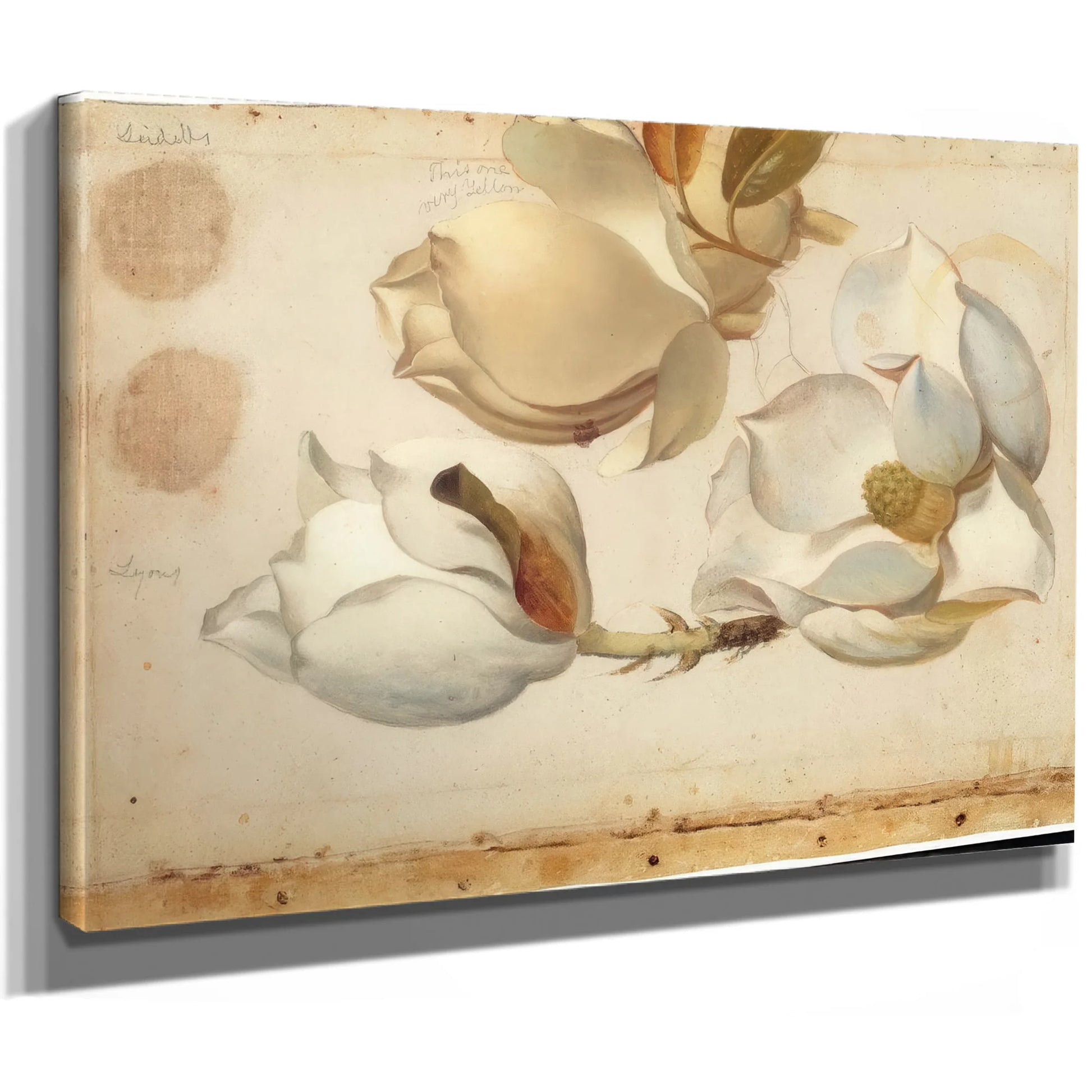 Study Of Three Blossoms Of Magnolia By Martin Johnson Heade Fine Art Print