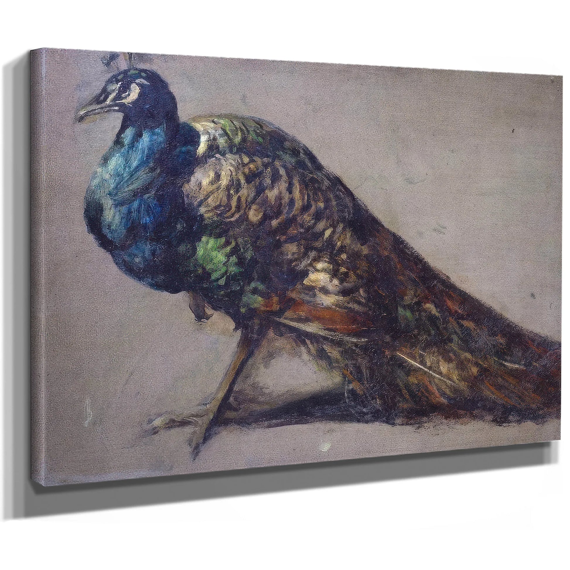 Study Of A Peacock For 'The Judgement Of Paris' By William Etty Fine Art Print