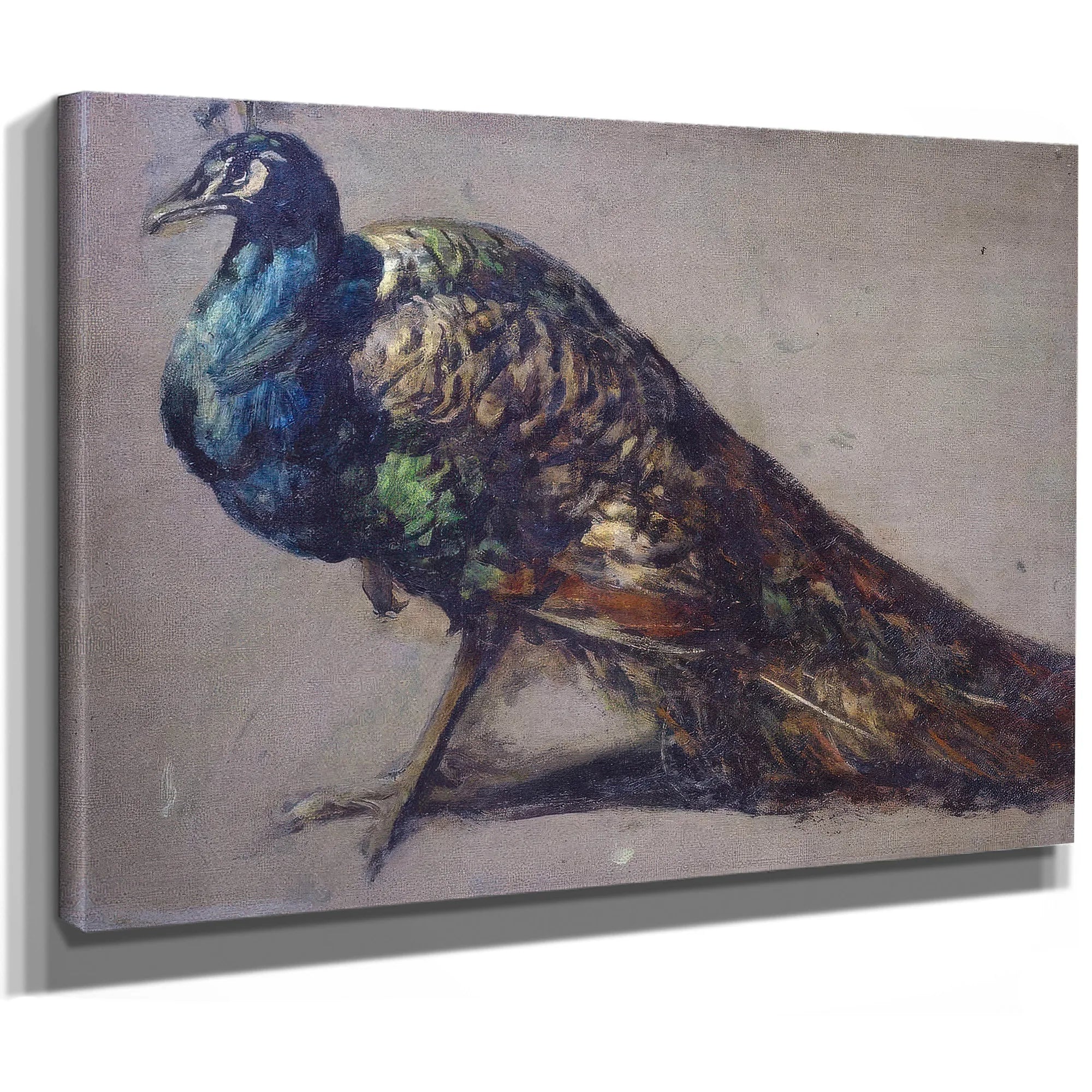 Study Of A Peacock For 'The Judgement Of Paris' By William Etty Fine Art Print