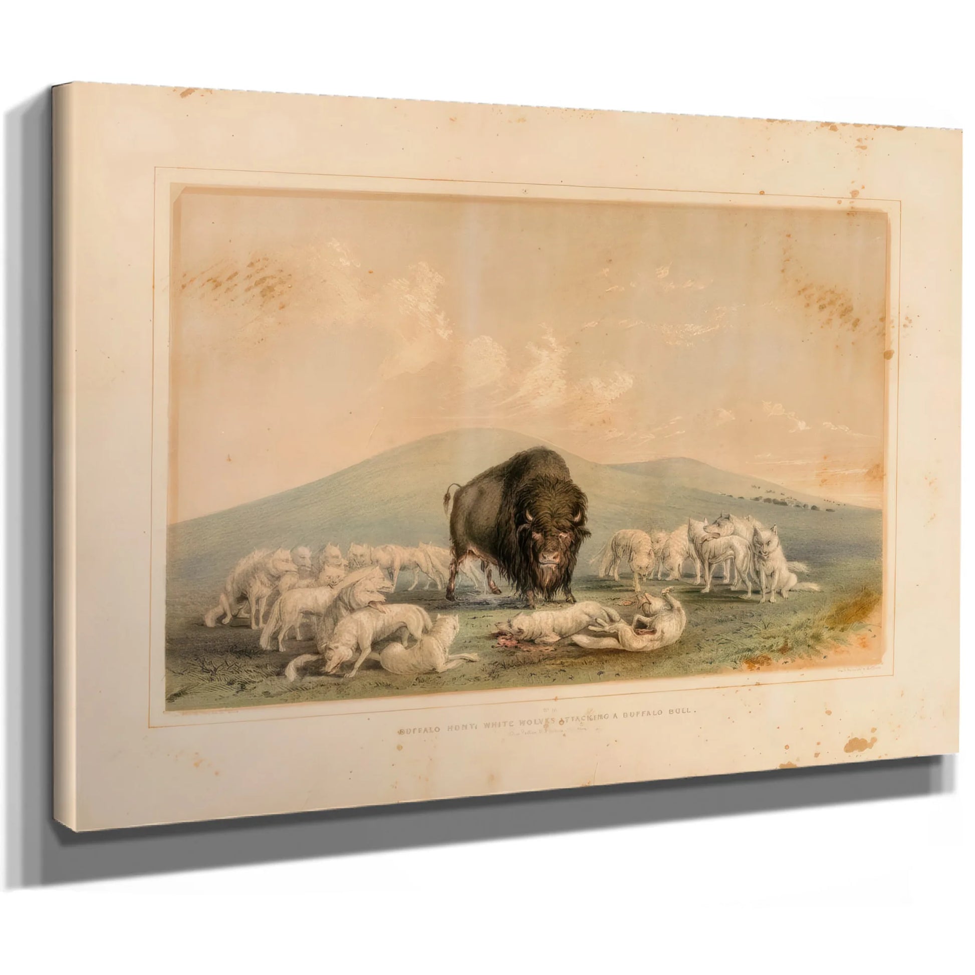 Buffalo Hunt, White Wolves Attacking A Buffalo Bull No. 10 By George Catlin Fine Art Print