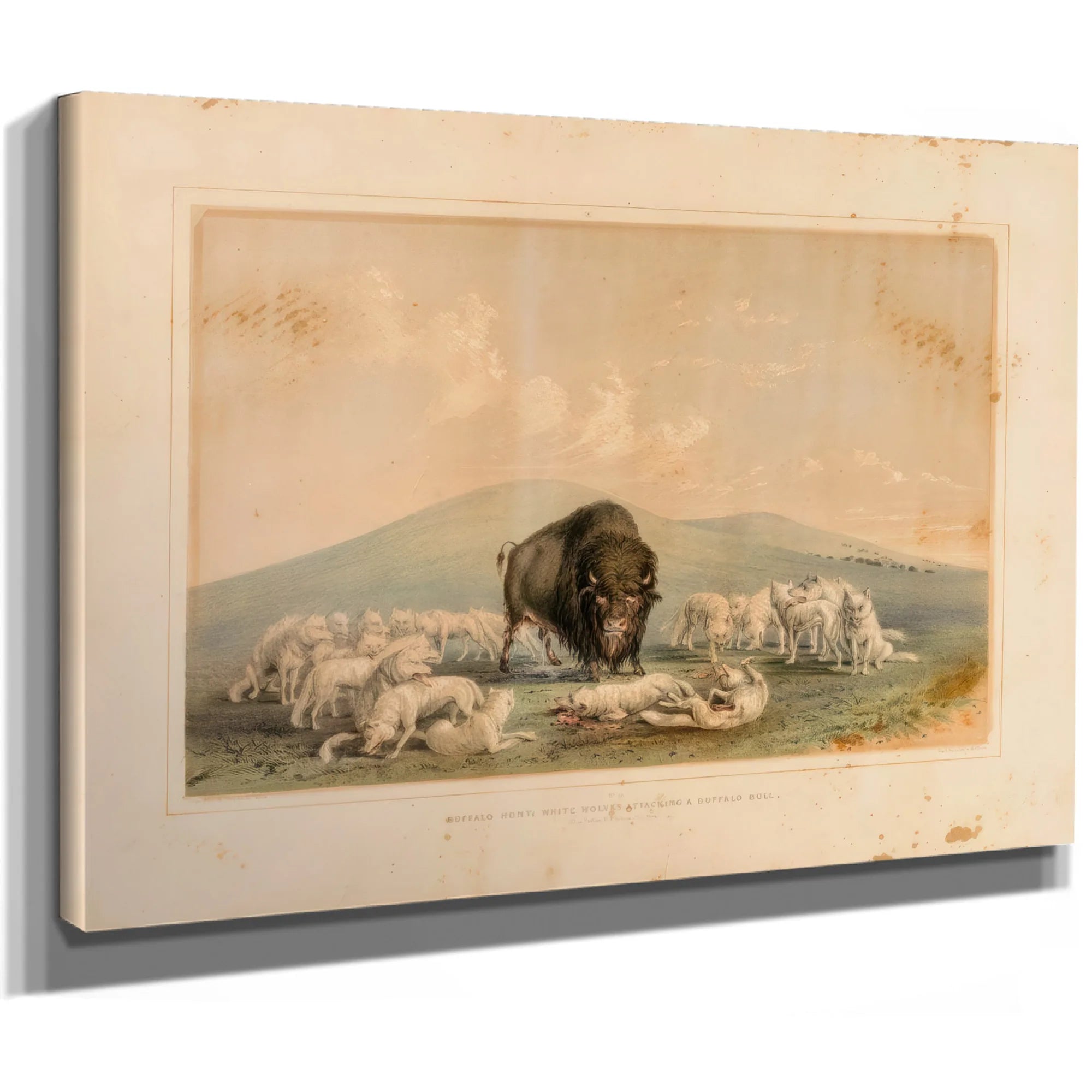 Buffalo Hunt, White Wolves Attacking A Buffalo Bull No. 10 By George Catlin Fine Art Print