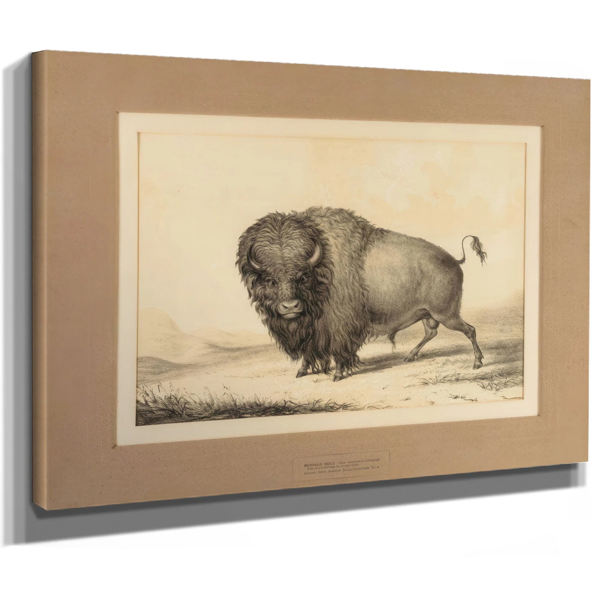 Buffalo Bull No. 2 By George Catlin Fine Art Print
