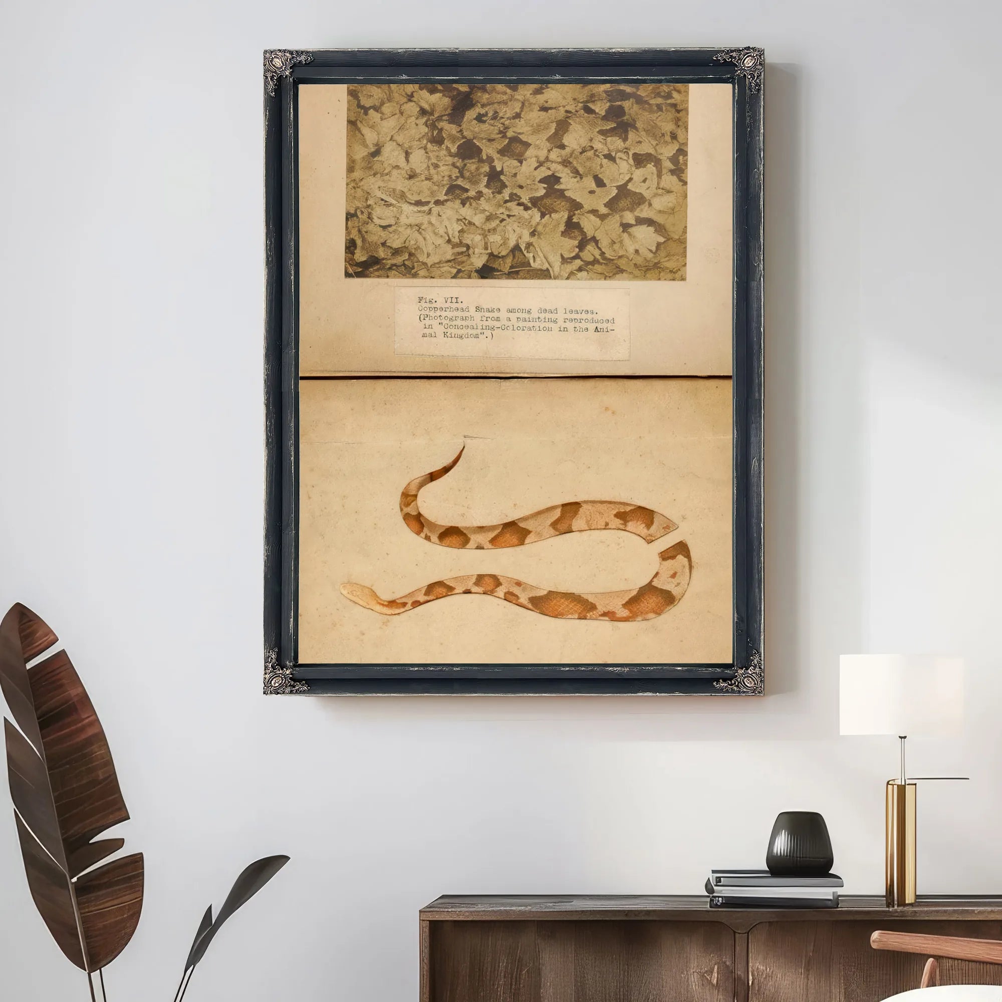 Fig. Vii Copperhead Snake Among Dead Leaves, Study Folder For Book Concealing Coloration In The Animal Kingdom By Abbott Handerson Thayer Fine Art Print