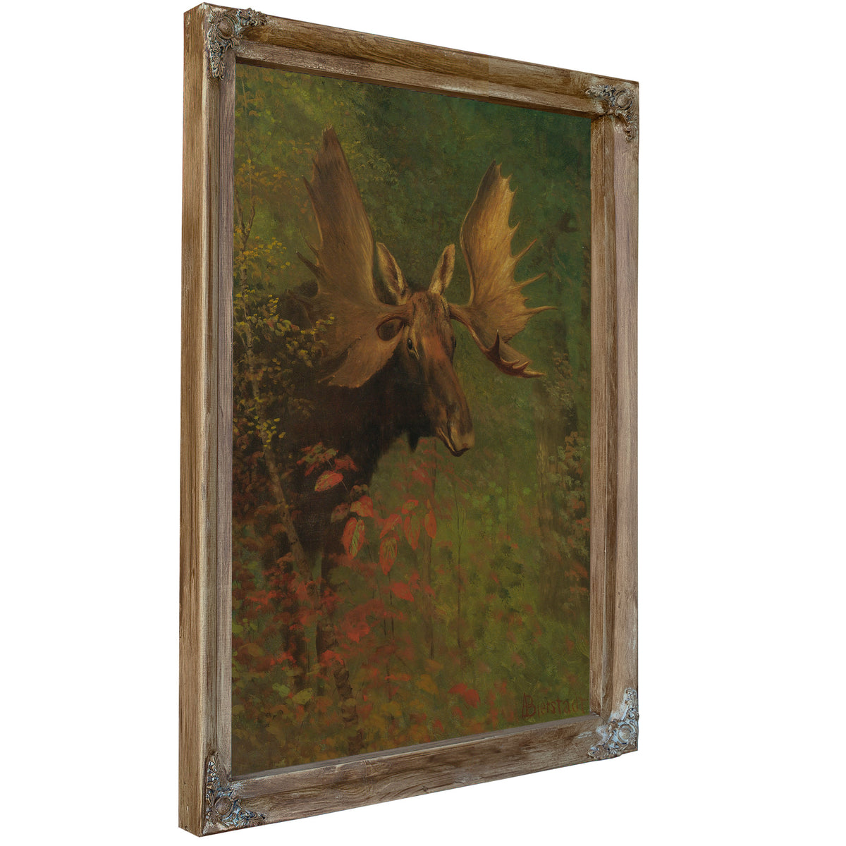 Study a Moose By Albert Bierstadt