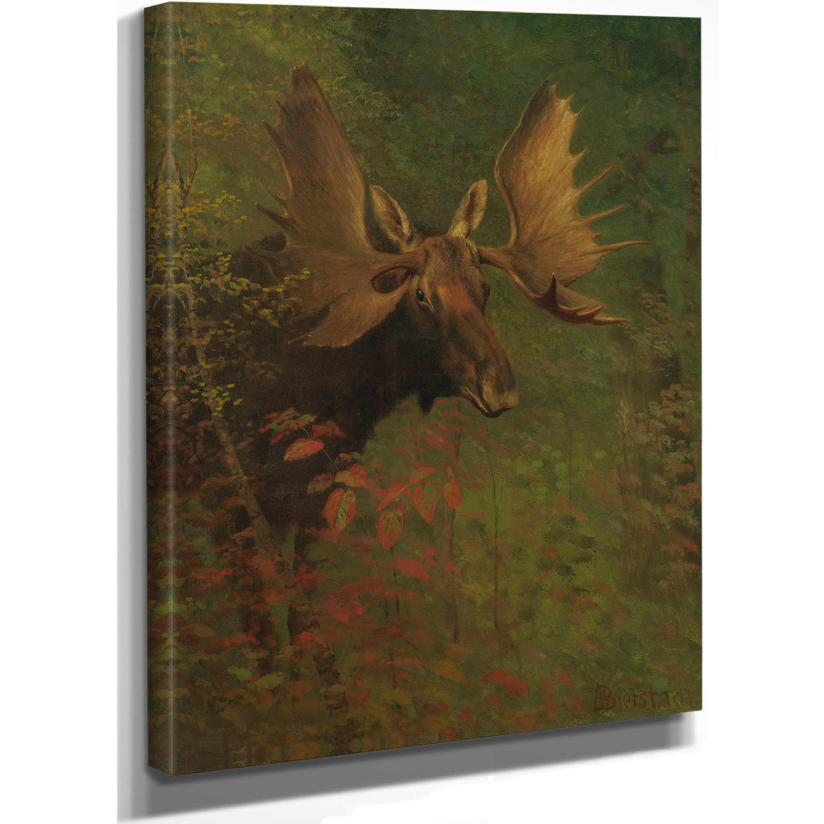 Study a Moose By Albert Bierstadt