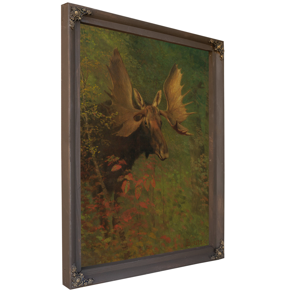 Study a Moose By Albert Bierstadt