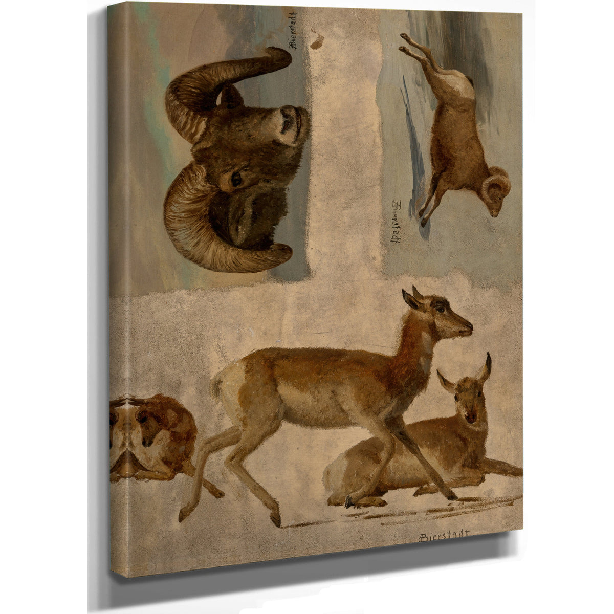 Study Bighorn Sheep Antelope By Albert Bierstadt