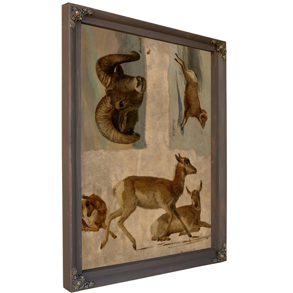 Study Bighorn Sheep Antelope By Albert Bierstadt
