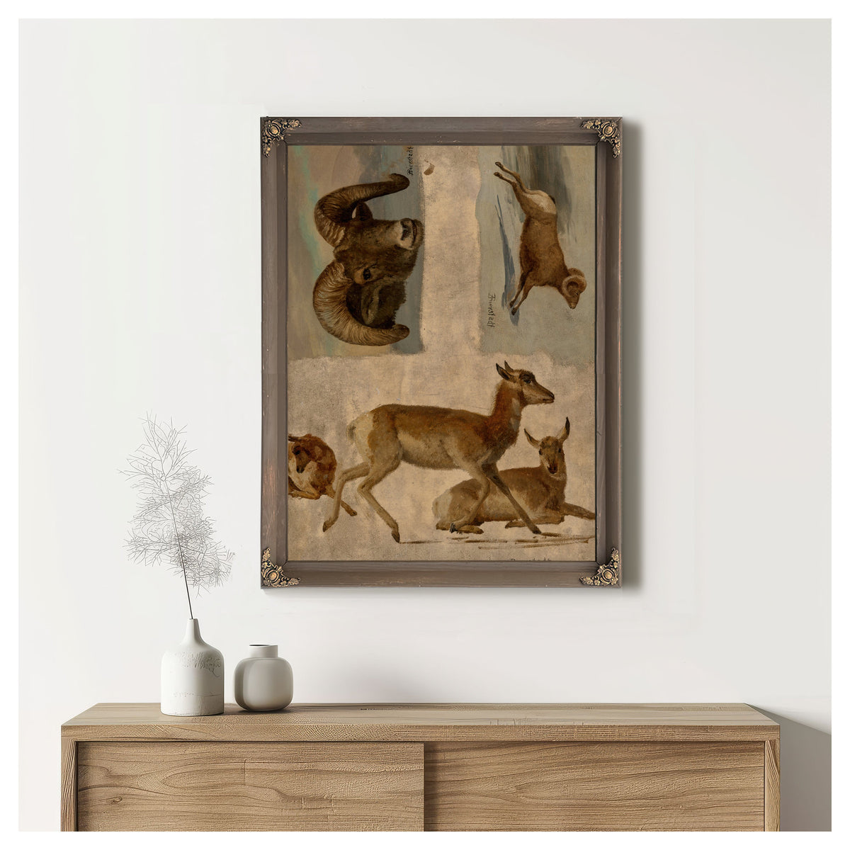 Study Bighorn Sheep Antelope By Albert Bierstadt
